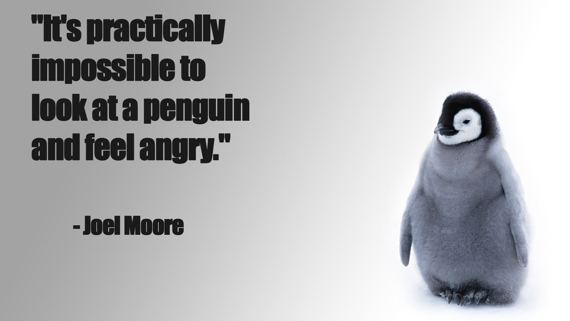1080P, baby, penguin, chick, cute, funny, snow, HD Wallpaper