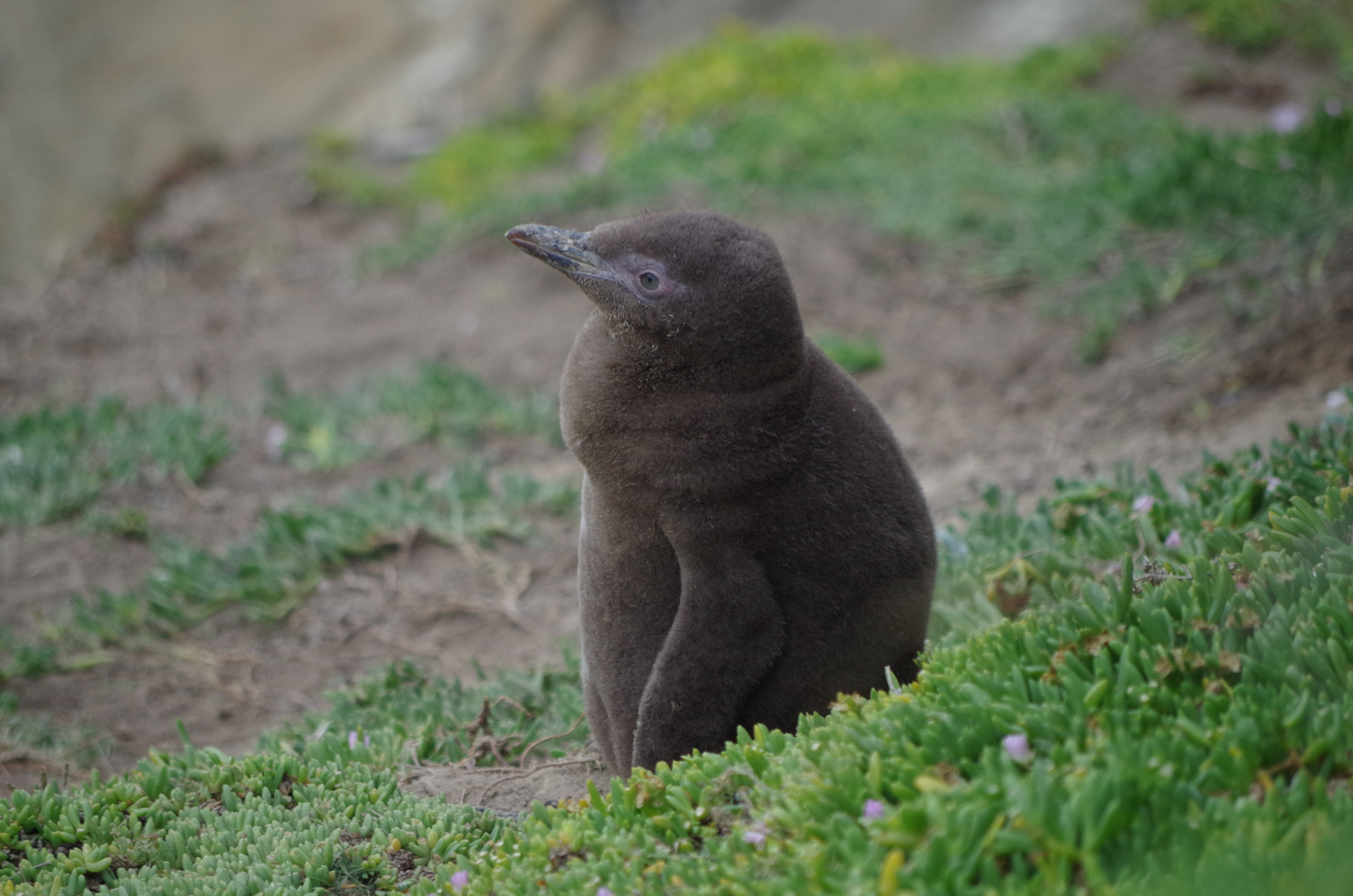 animals In The Wild, vertebrate, small, outdoors, standing, young animal, field, penguin, cute, animal wildlife, no people, wild, wildlife, day, 4K, full length, HD Wallpaper