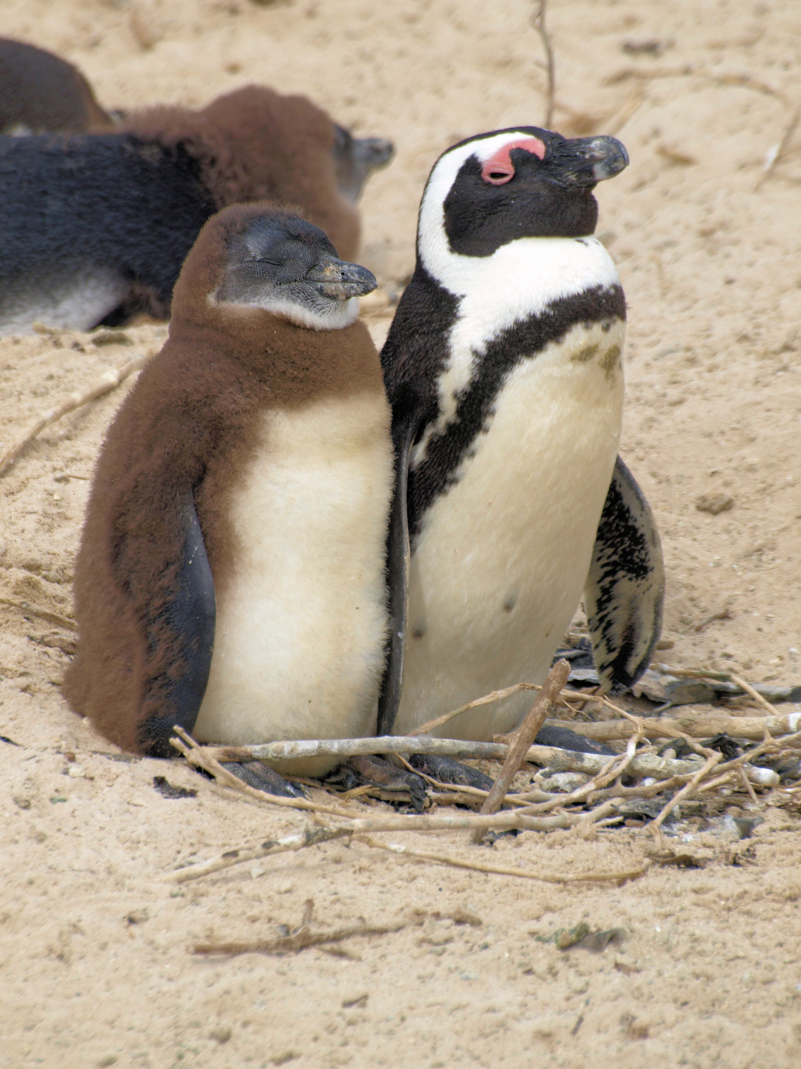 outdoors, penguin, penguins, cute, no people, birds, group of animals, young bird, day, animal, land, mother, family, animal wildlife, two animals, african, Phone HD Wallpaper