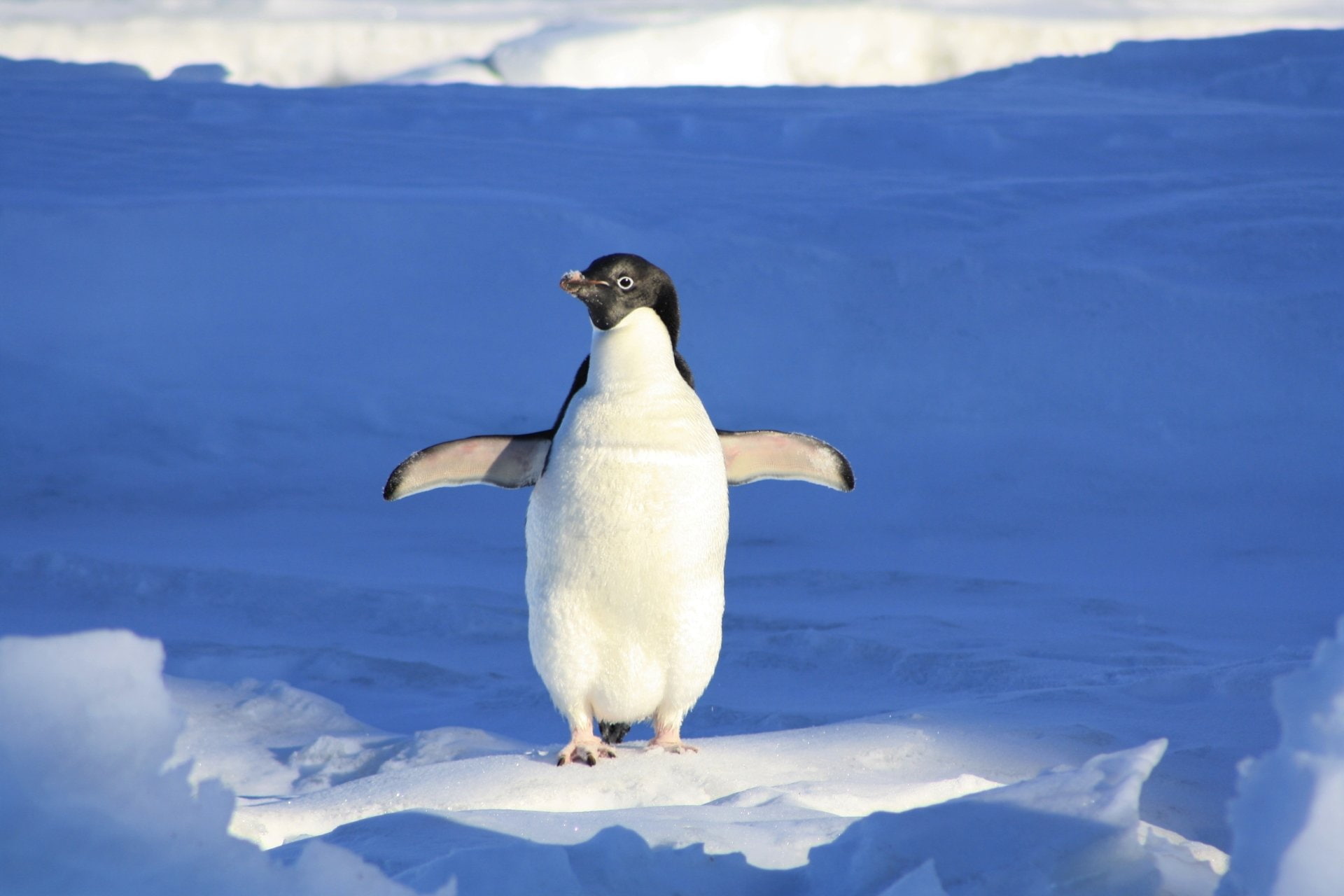 Baby Animal, 1080P, Adelie Penguin, Penguin, Animal, Birds, Cute, Snow, HD Wallpaper