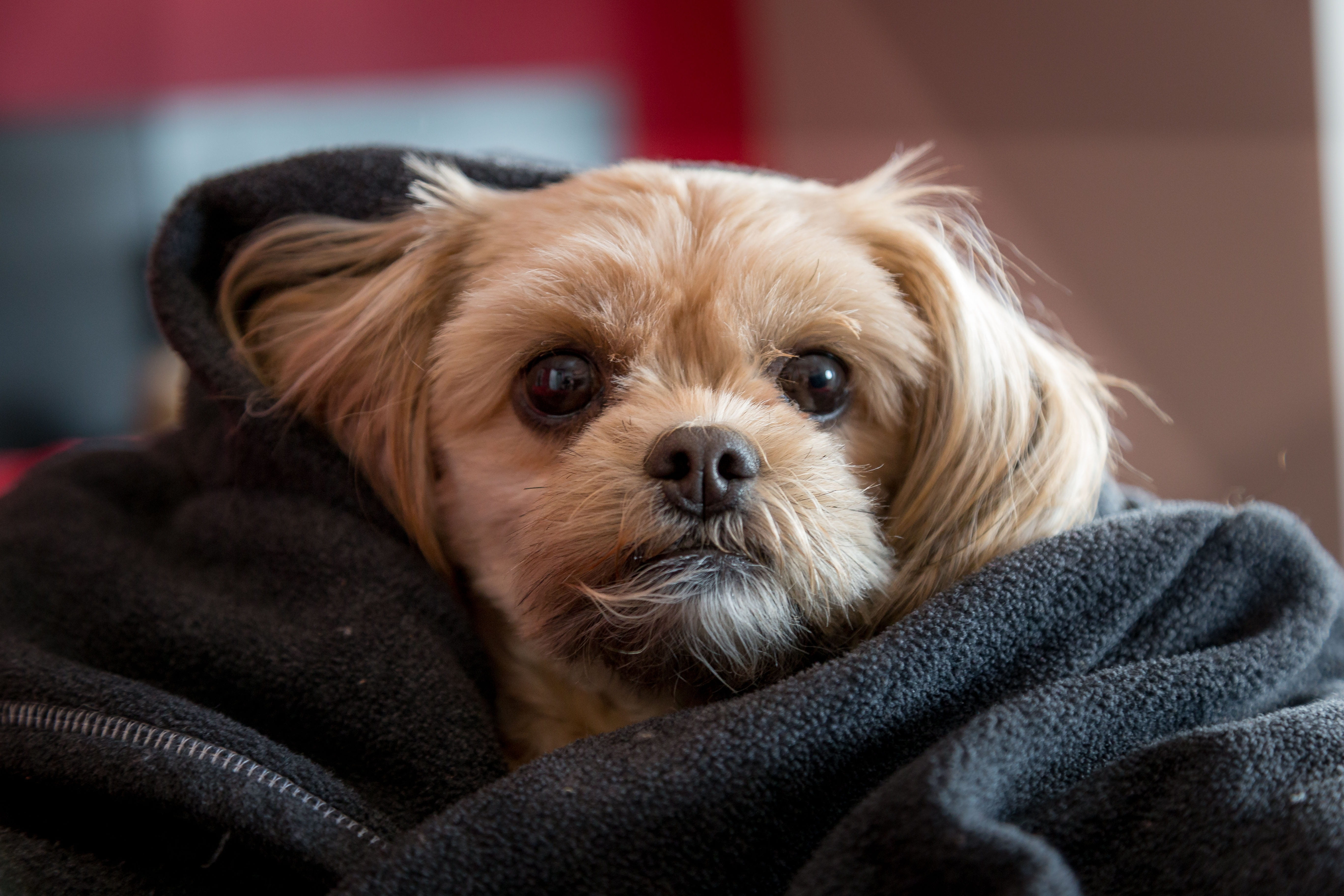 teenage couple, young animal, pets, 5K, lap dog, wrap, relaxation, mammal, garment, teenager, looking at camera, portrait, people, wrapped in a blanket, HD Wallpaper