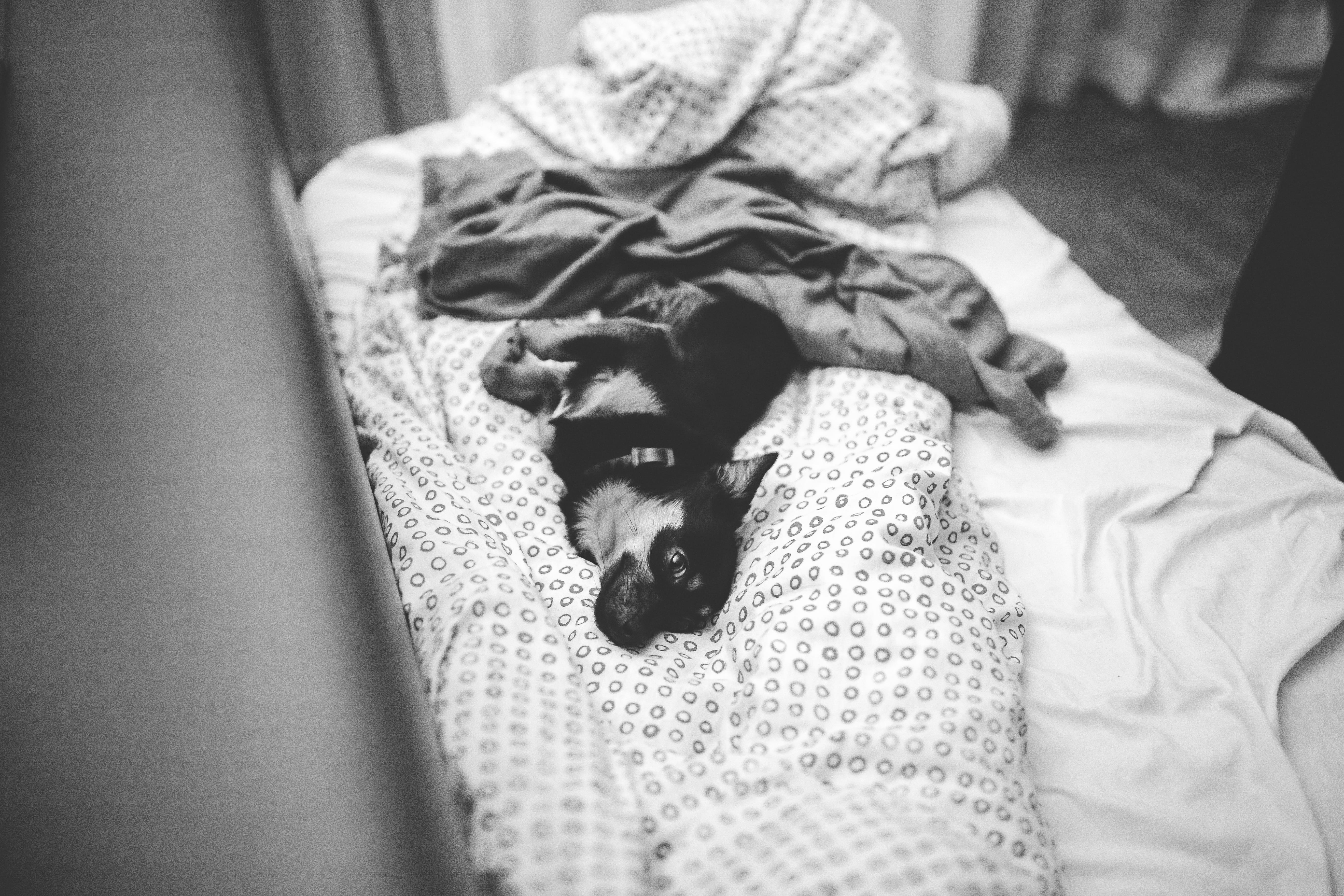 cat, domestic cat, sleep, wear, domestic animals, pets, indoors, home interior, feline, small, people, puppy, baby, laying, one animal, bed, furniture, HD Wallpaper