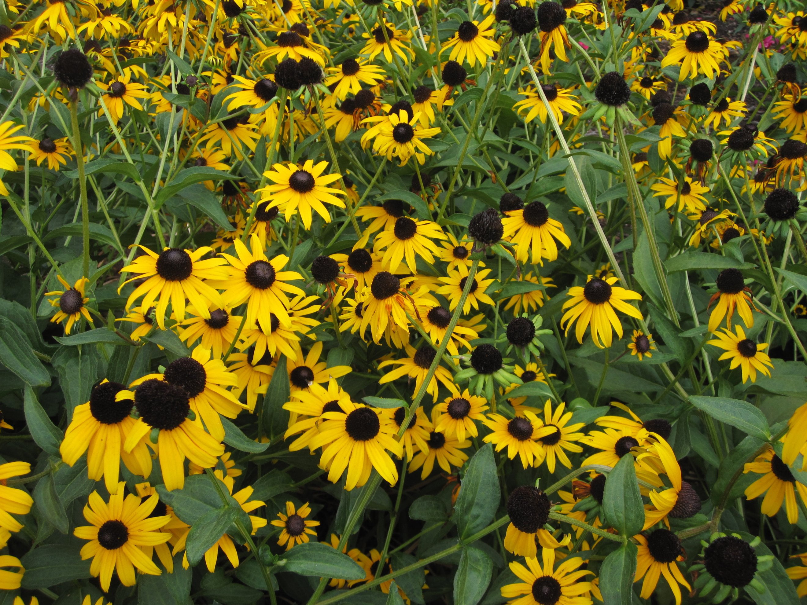 Black-Eyed-Susan, 2K, susan, summer, nature, field, eyed, yellow, black, plant, flower, flora, Daisy, HD Wallpaper