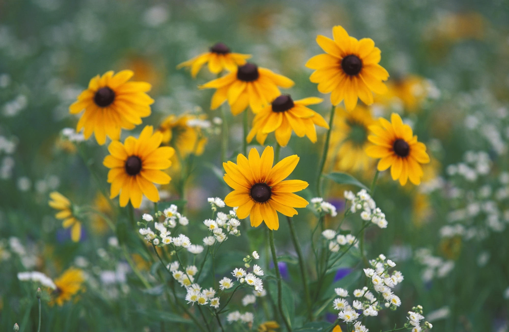 flowering plant, 1080P, daisies, land, focus on foreground, fragility, yellow, Fleabane, close-up, field, Eyed, no people, Kentucky, petal, plant, growth, HD Wallpaper