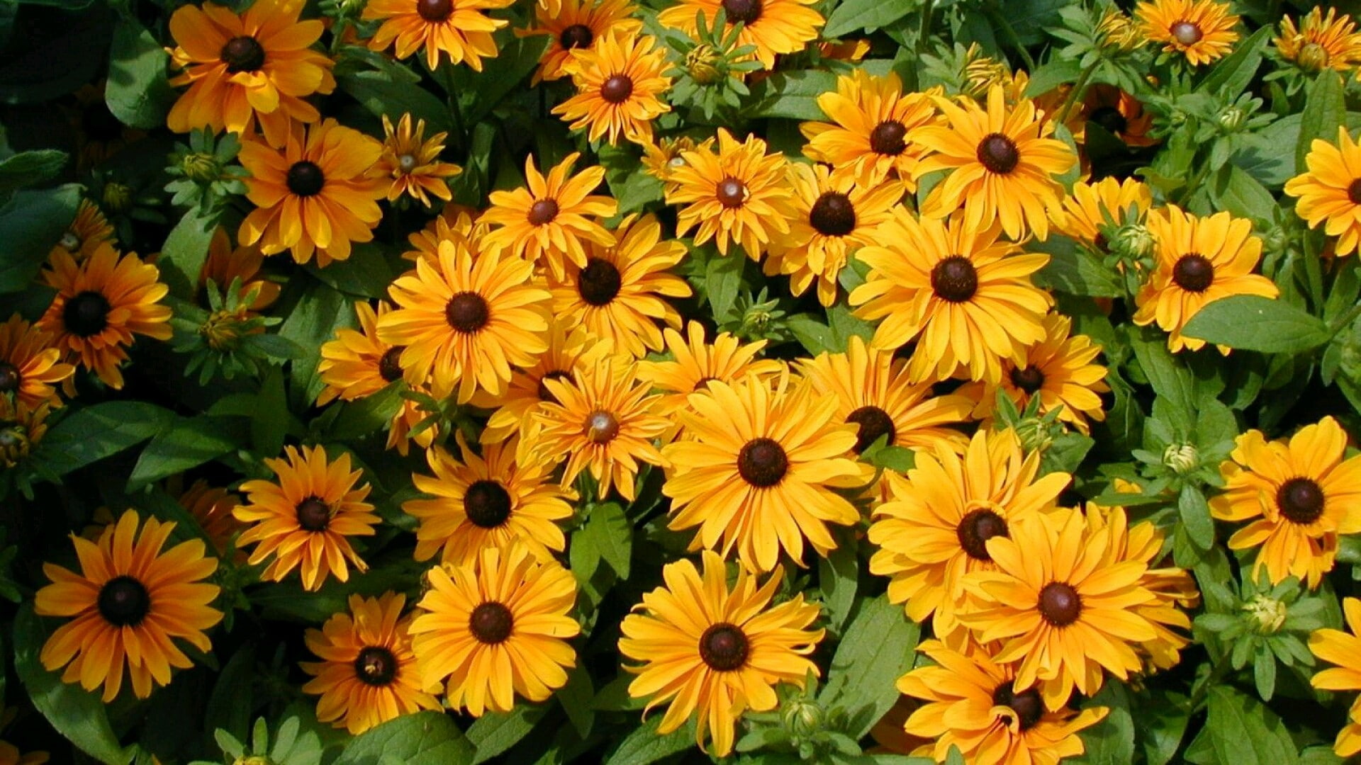 flowering plant, beauty in nature, backgrounds, flower head, freshness, no people, pollen, 1080P, high angle view, inflorescence, plant, black-eyed susan, HD Wallpaper