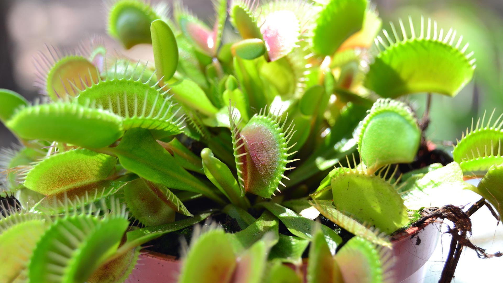 carnivora, 1080P, naturaleza, planta, HD Wallpaper