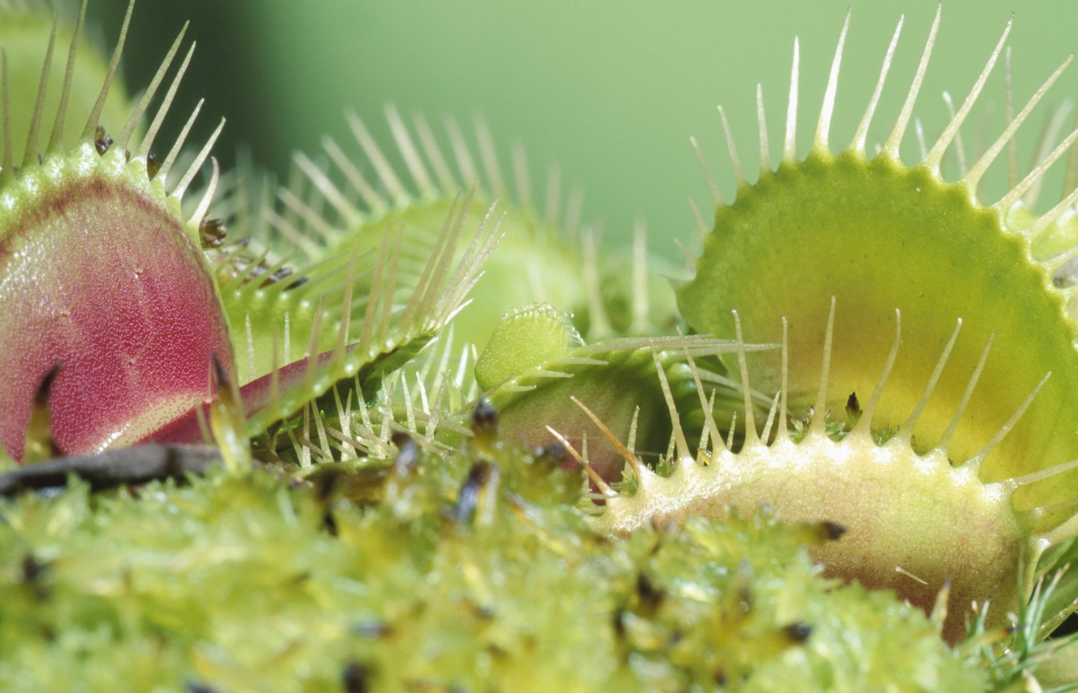 carnivora, naturaleza, planta, 1080P, HD Wallpaper