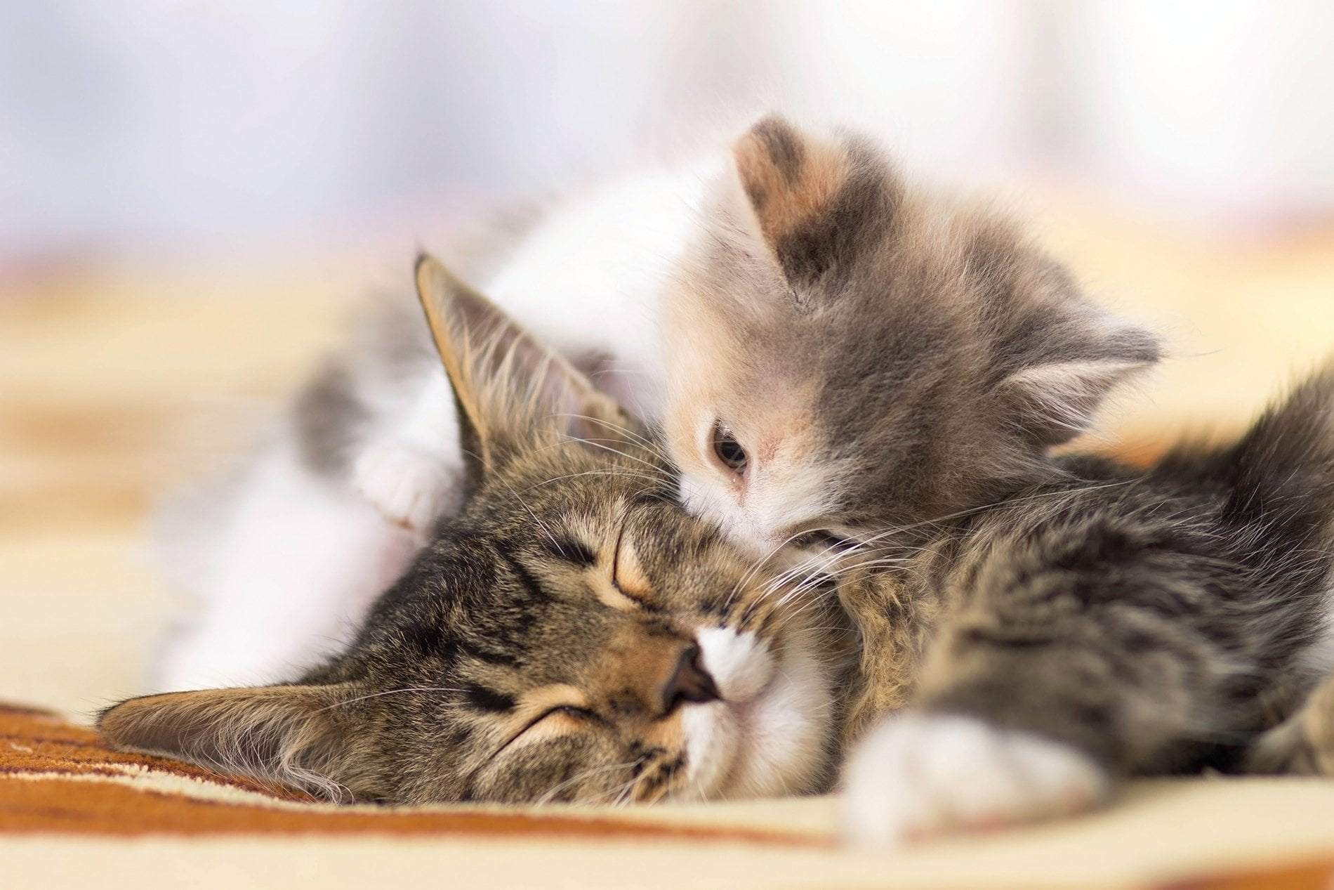two animals, Cute, domestic, 720P, Cat, mammal, eyes closed, sleeping, Kitten, Animal, tabby, whisker, togetherness, Cats, Baby Animal, relaxation, napping, HD Wallpaper
