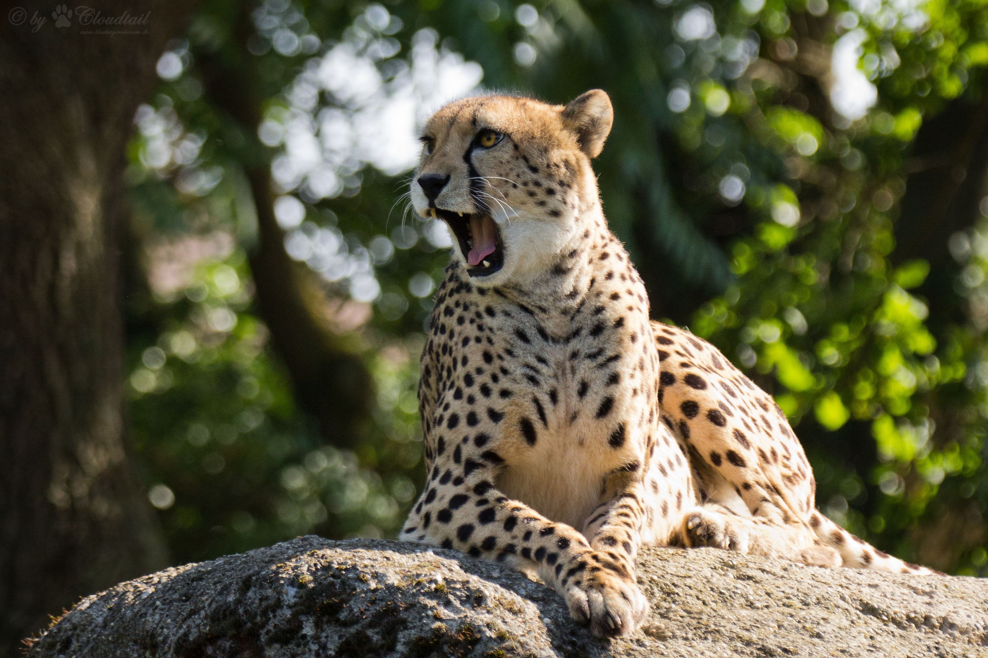animal themes, focus on foreground, animals, rock - object, mouth open, big cat, animals in the wild, carnivora, tree, safari, day, outdoors, feline, one animal, HD Wallpaper