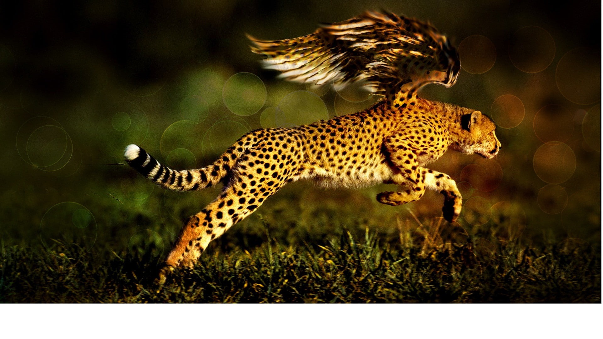 hd, Animal, cheetah  download, 1080P, cheetah desktop, photo of cheetah, HD Wallpaper