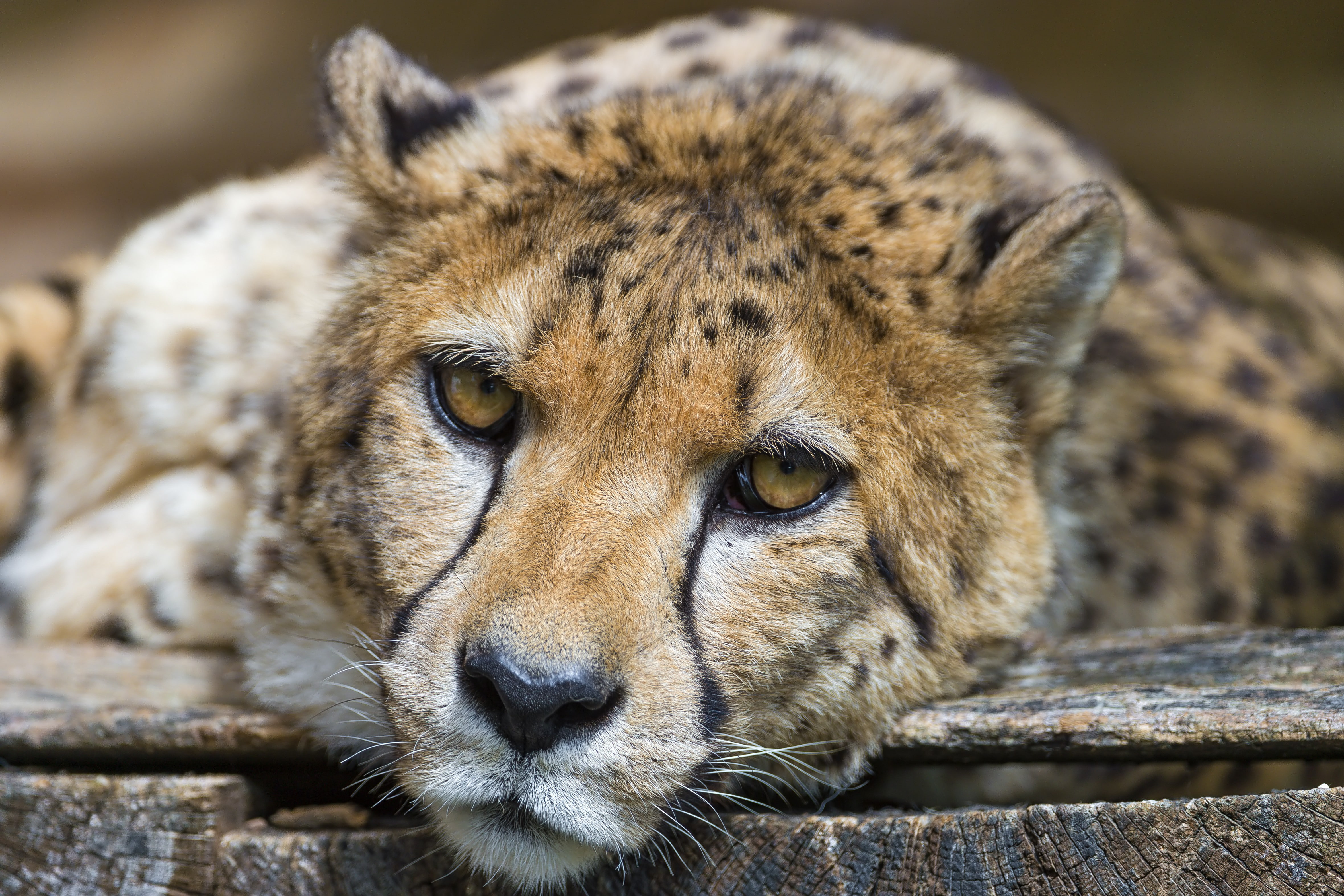 4K, animals, cheetah, HD Wallpaper