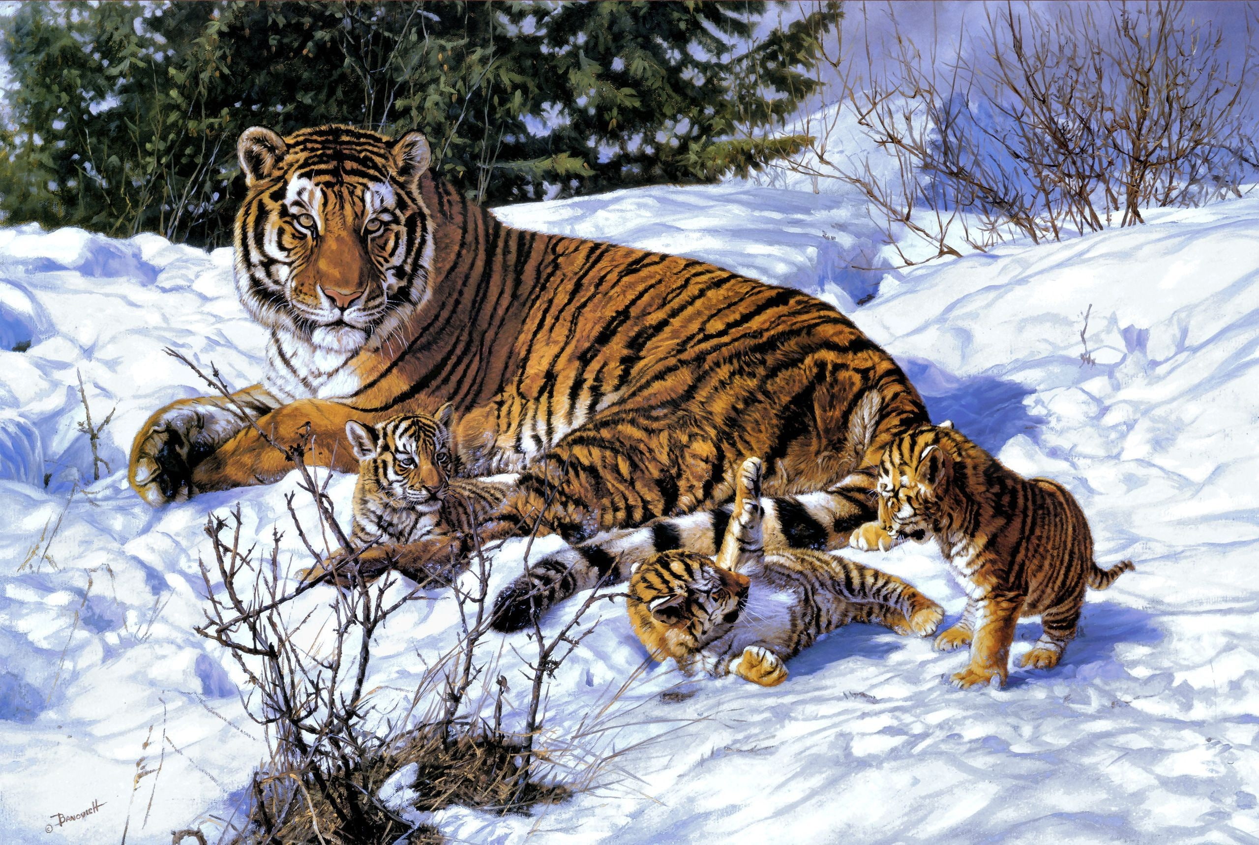 feline, mammals, baby animals, wildlife, 2K, tiger, animals, nature, HD Wallpaper
