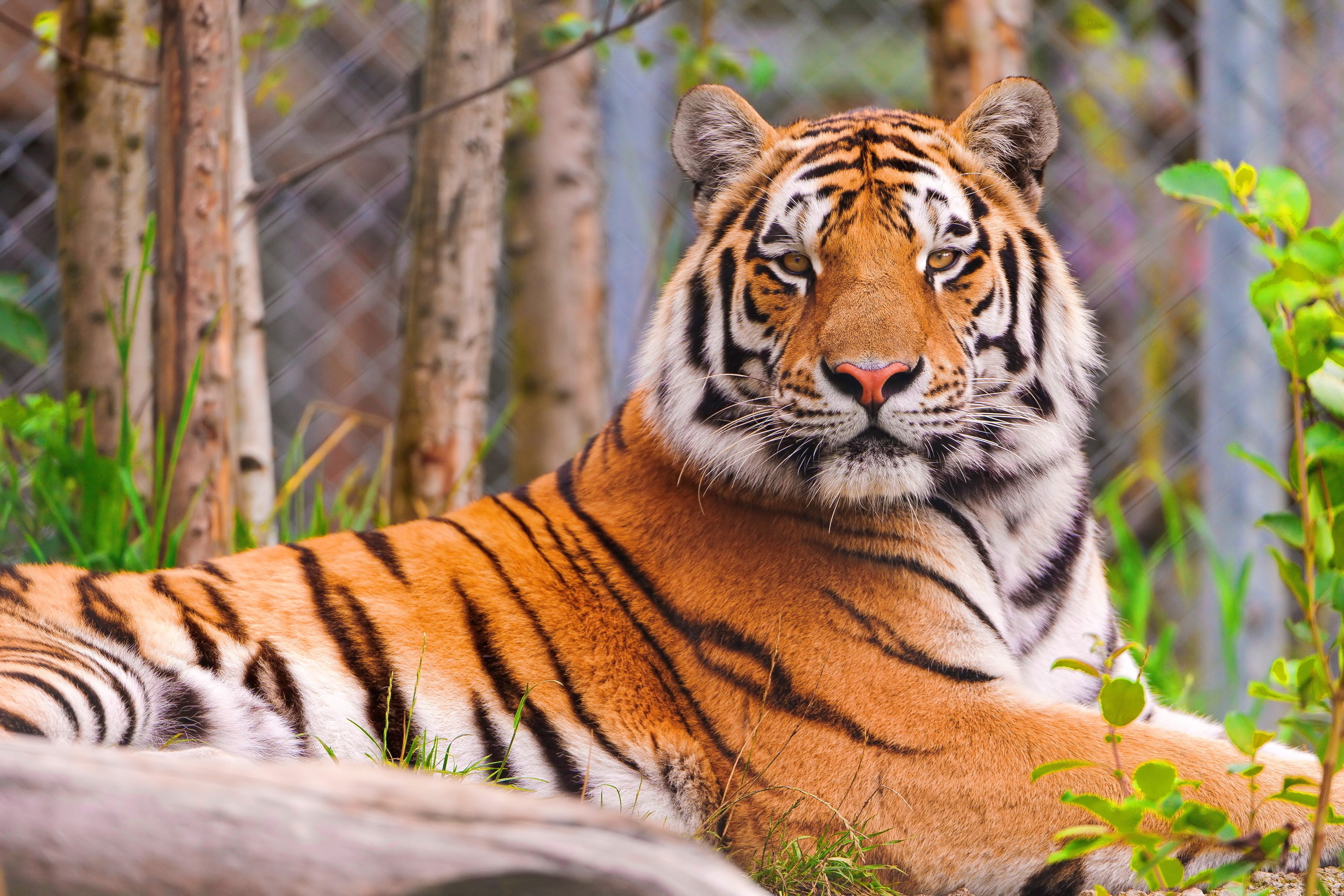 carnivora, animal markings, asia, 4K, striped, india, face, selective focus, day, cat, safari Animals, animal wildlife, carnivore, vertebrate, animal head, HD Wallpaper