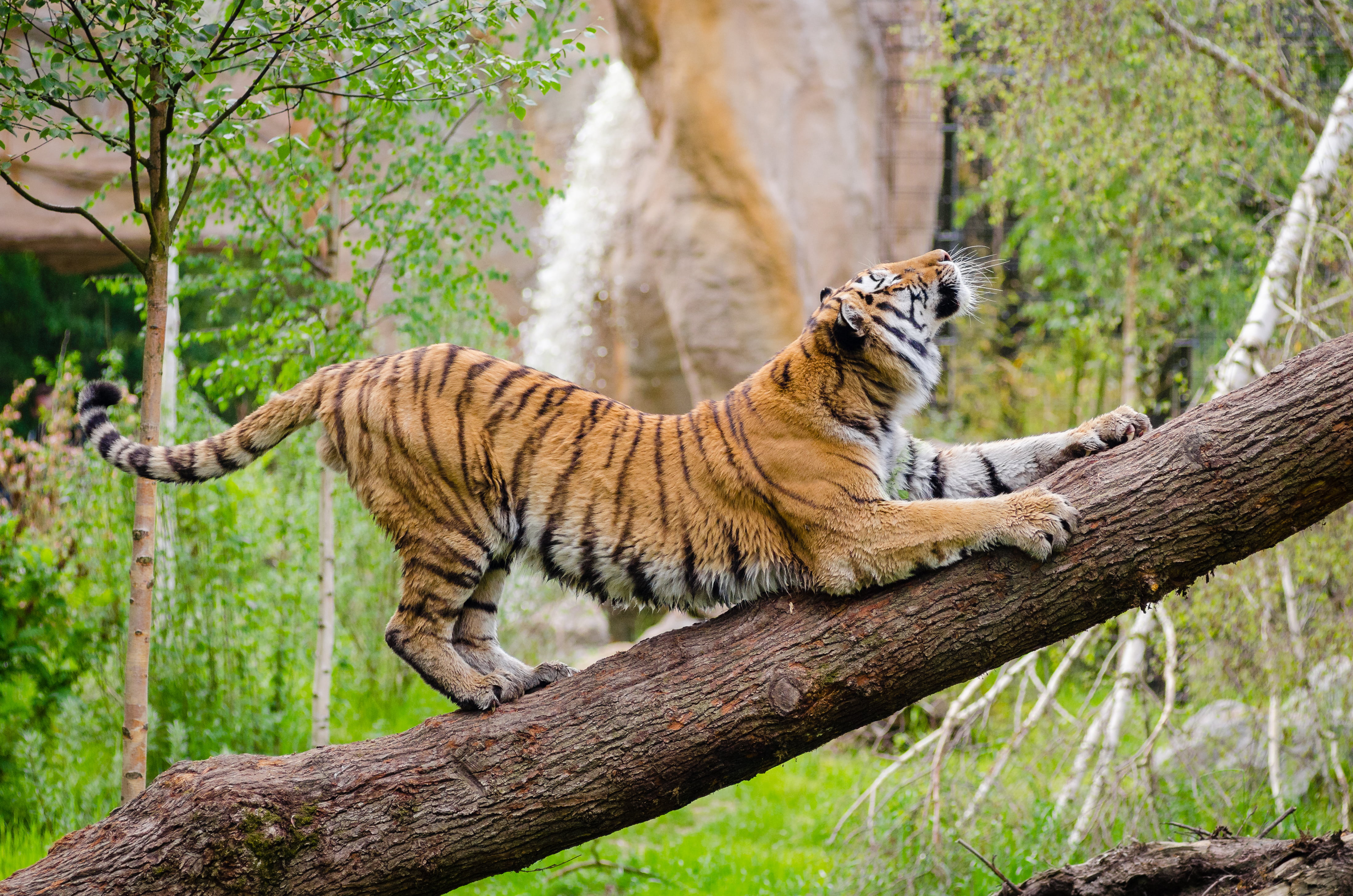 bengal Tiger, forest, 4K, relaxation, outdoors, no people, cat, danger, endangered Species, vertebrate, whisker, carnivora, animal, asia, feline, undomesticated Cat, HD Wallpaper