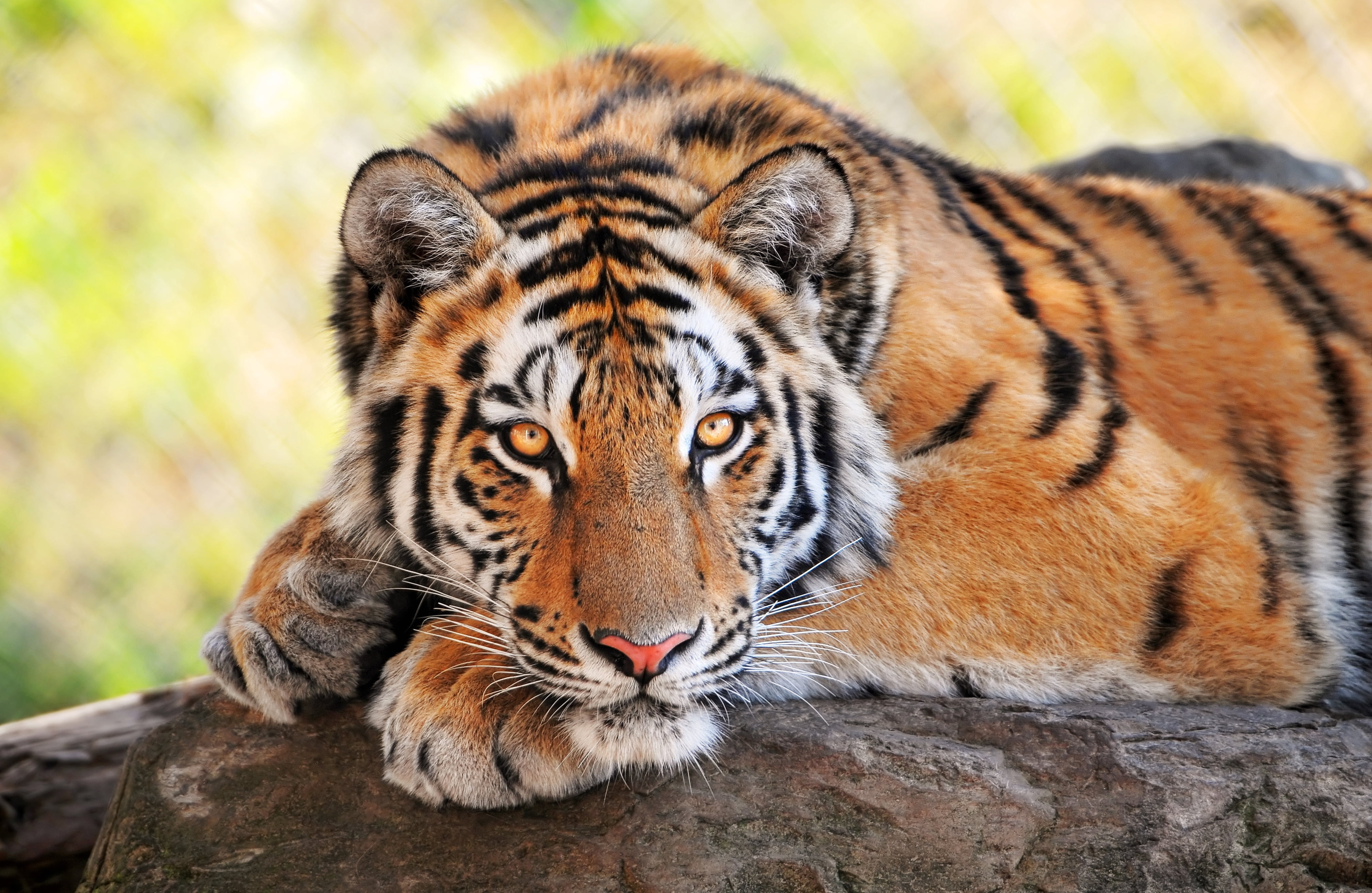 safari Animals, focus on foreground, striped, animal themes, undomesticated Cat, tiger, predator, fur, looking at camera, nature, big Cat, carnivore, stone, HD Wallpaper