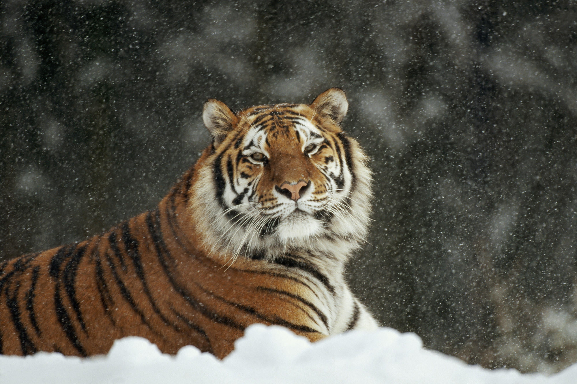 siberian Tiger, cold temperature, animals In The Wild, animal wildlife, feline, snowing, animals Hunting, undomesticated Cat, fur, striped, cat, danger, HD Wallpaper