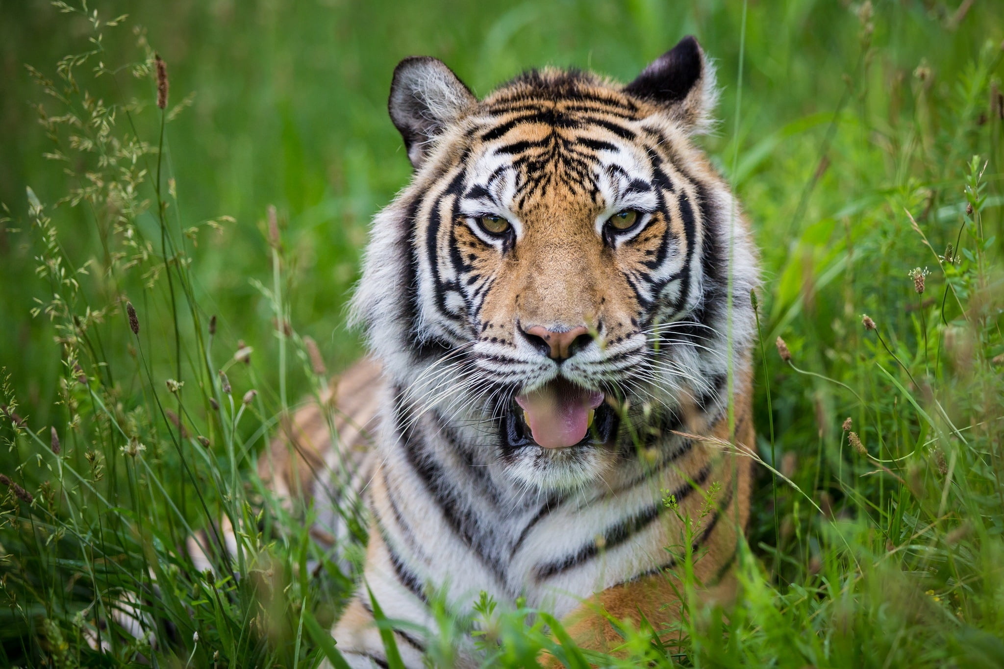 portrait, 1080P, fur, grass, striped, animals Hunting, animal, cat, animals In The Wild, close-up, nature, plant, tropical Rainforest, big Cat, animal themes, HD Wallpaper