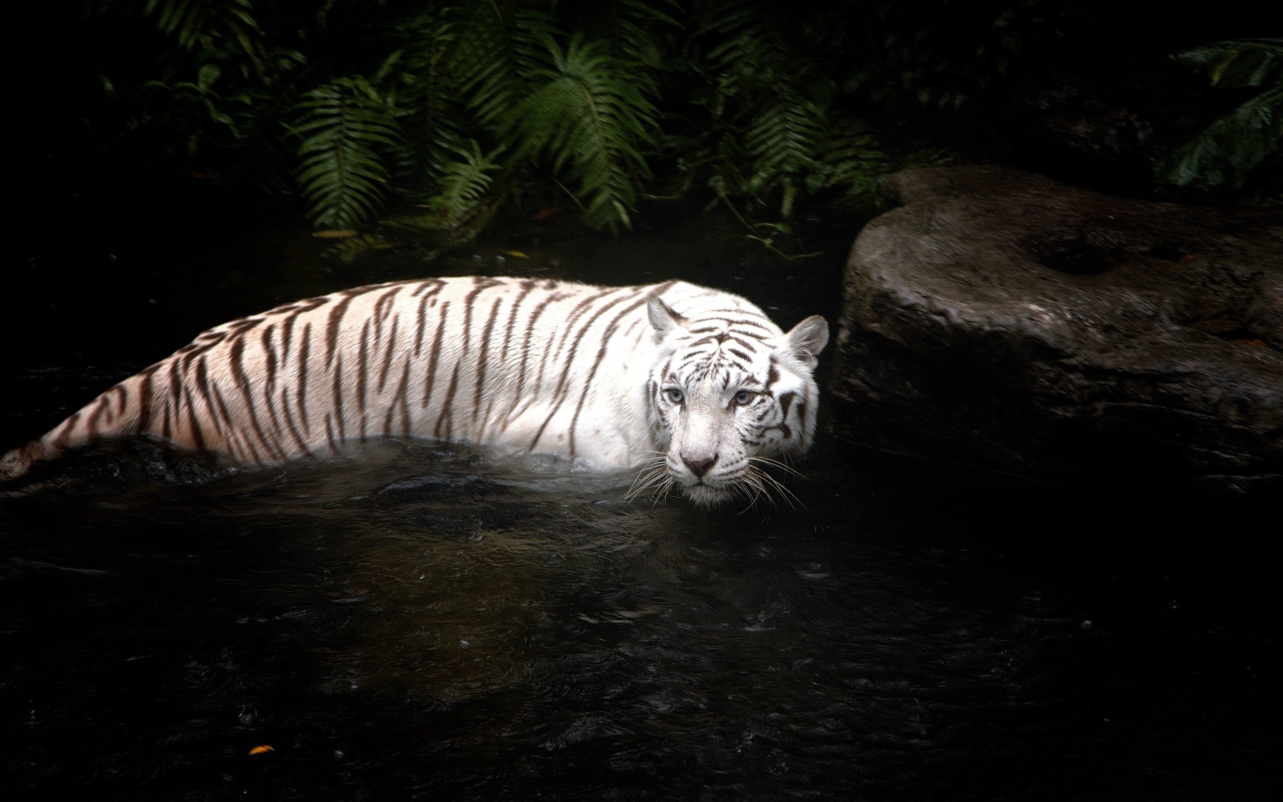 feline, vertebrate, bengal Tiger, nature, water, 2K, big Cat, animals In The Wild, tigris River, one animal, swimming, undomesticated Cat, tiger, white tiger, HD Wallpaper