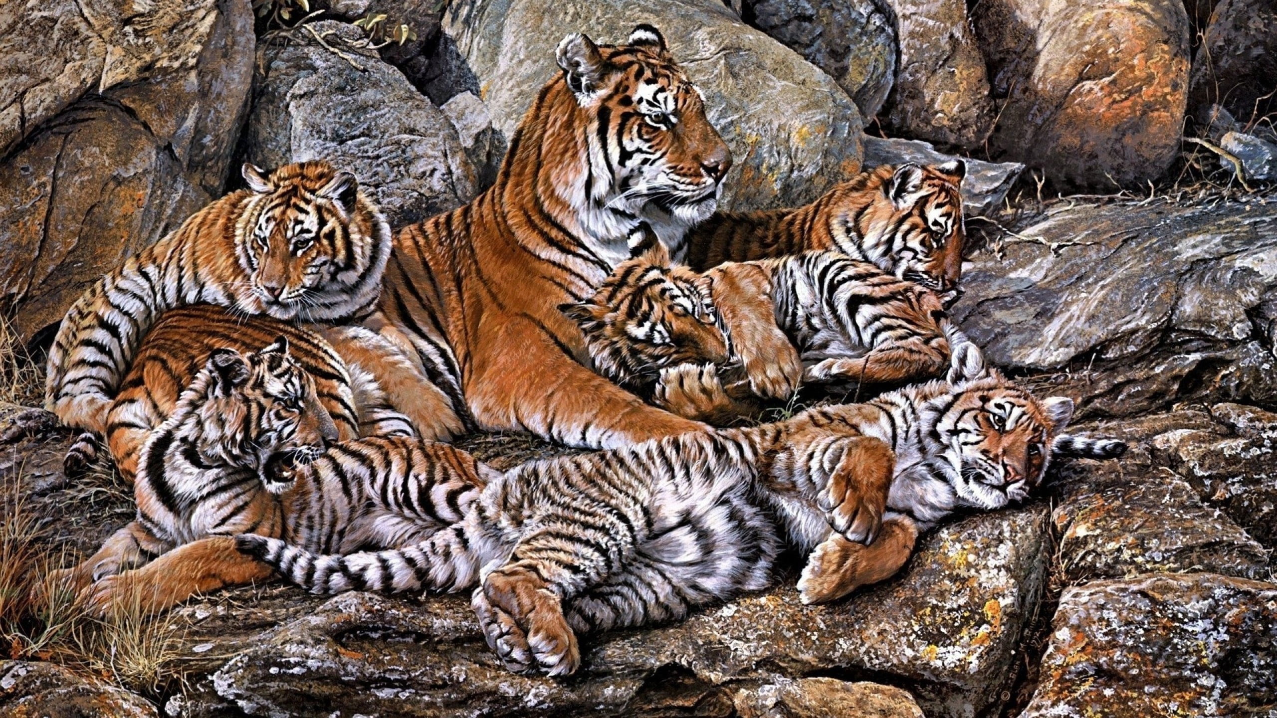 tigris River, relaxation, tiger, lying down, striped, large, asia, feline, zoo, group, close-up, animal, endangered Species, animal family, carnivore, young, HD Wallpaper