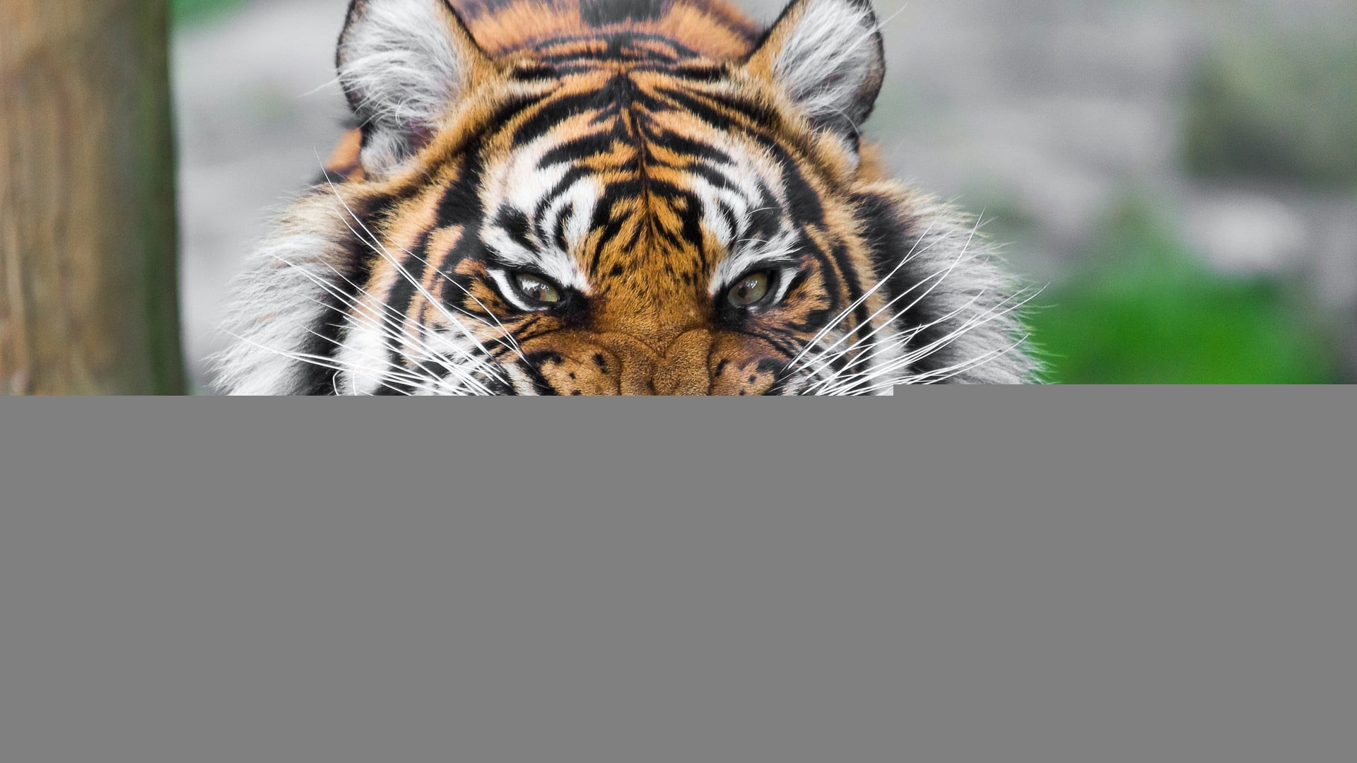 vertebrate, animals Hunting, front view, big Cat, animal wildlife, safari Animals, animals In The Wild, danger, mammal, 1080P, bengal Tiger, portrait, HD Wallpaper