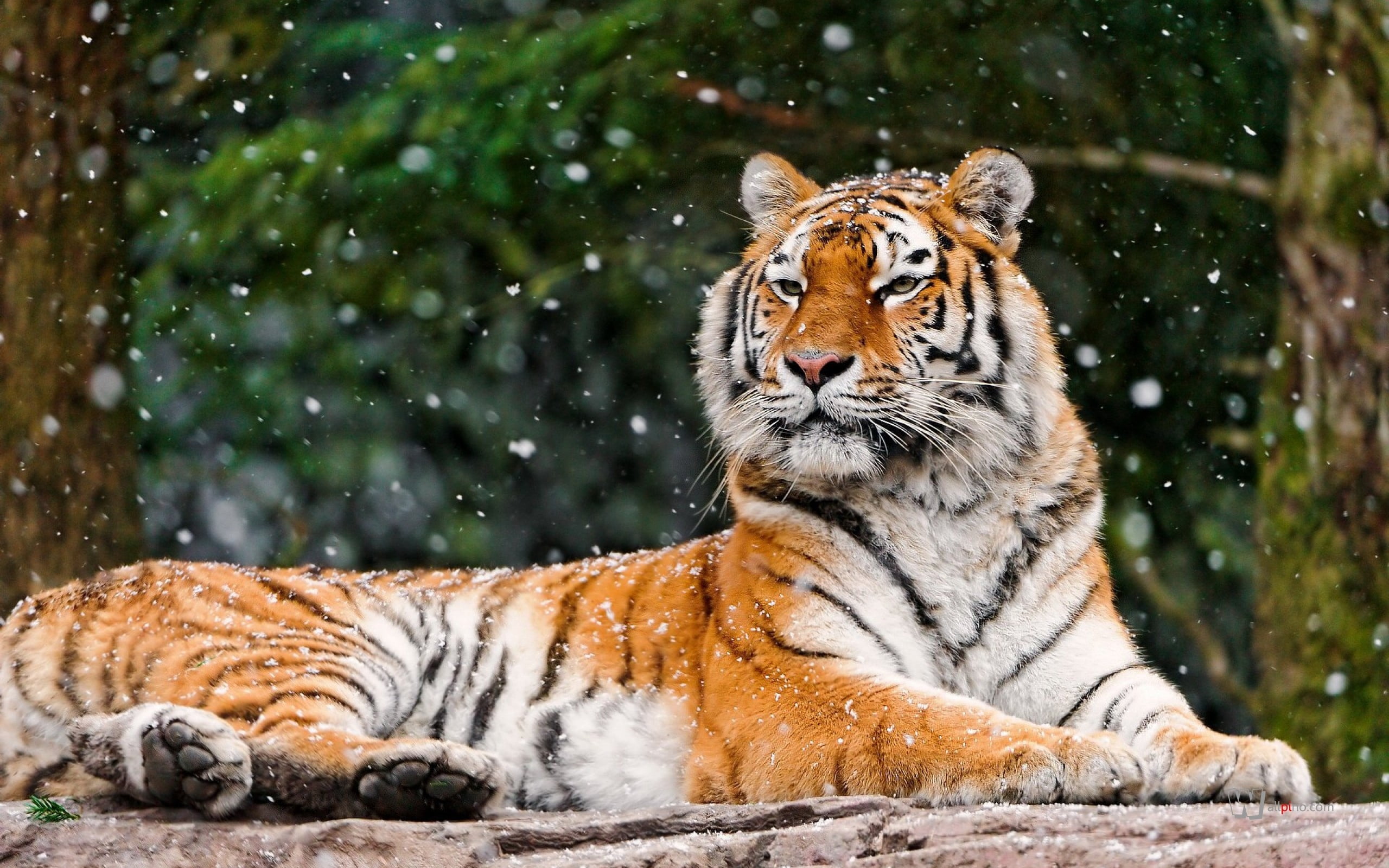bengal, close-up, nature, lying, wildlife, cat, 2K, danger, vertebrate, one animal, whisker, carnivora, undomesticated Cat, animal Head, tiger, fur, tigris River, HD Wallpaper