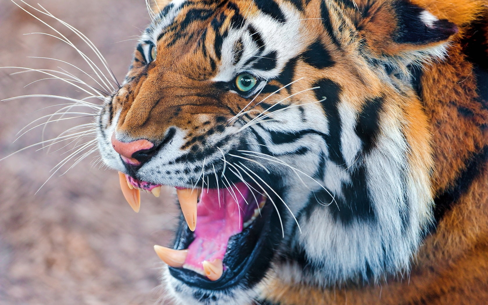 nature, cat, danger, snarling, animal themes, bengal, animals Hunting, animal Eye, animal, tigris River, muzzle, close-up, striped, undomesticated Cat, HD Wallpaper