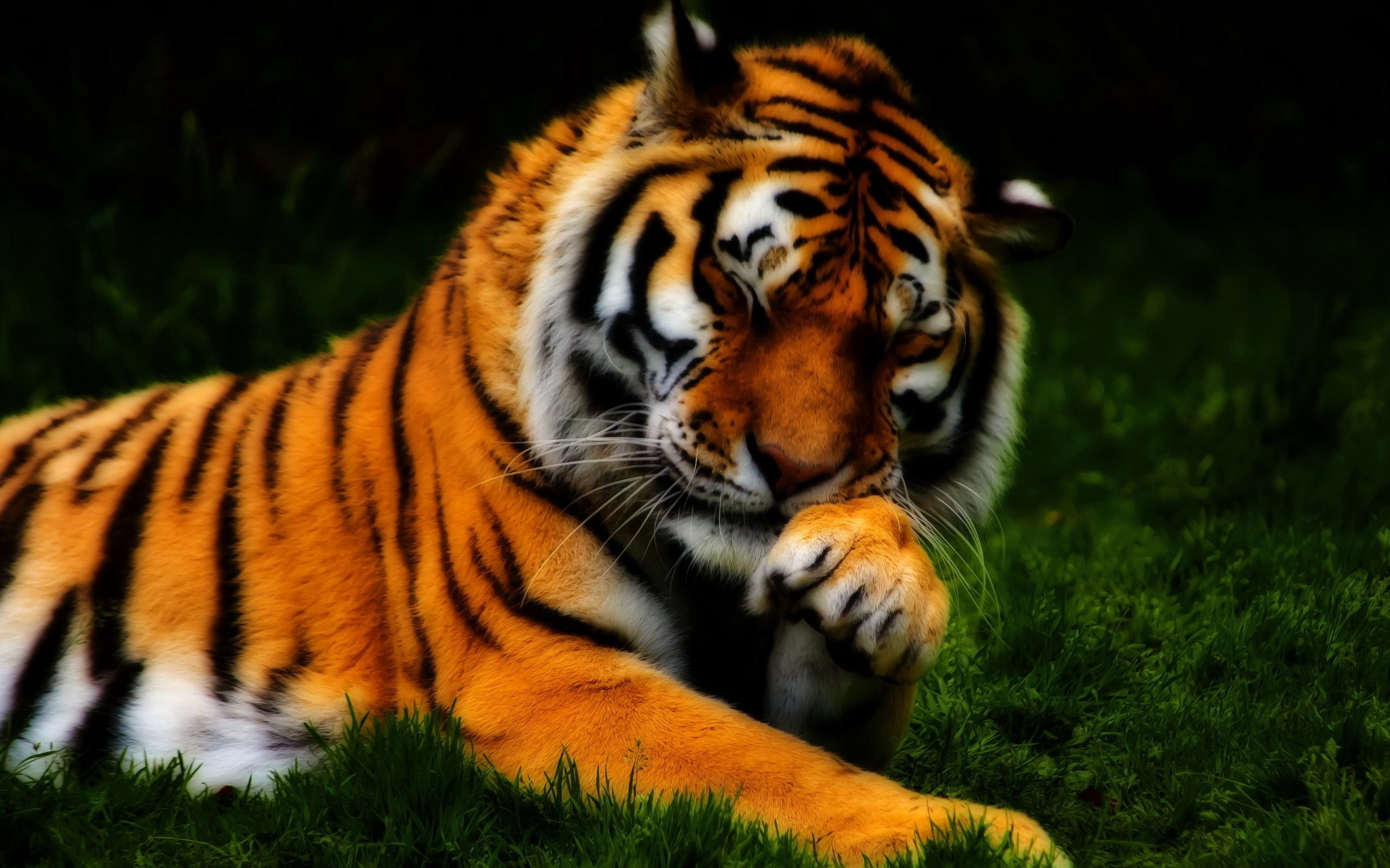 tiger, feline, animals Hunting, safari Animals, zoo, siberian Tiger, aggression, 2K, mammal, endangered Species, plant, danger, black, white, close-up, HD Wallpaper