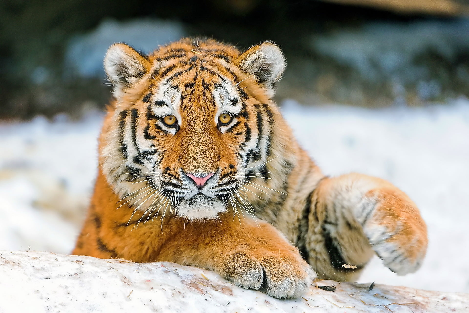 staring, mammal, endangered Species, looking, wildlife, danger, cat, striped, feline, paw, cold temperature, fur, carnivore, siberian Tiger, brown, undomesticated Cat, HD Wallpaper