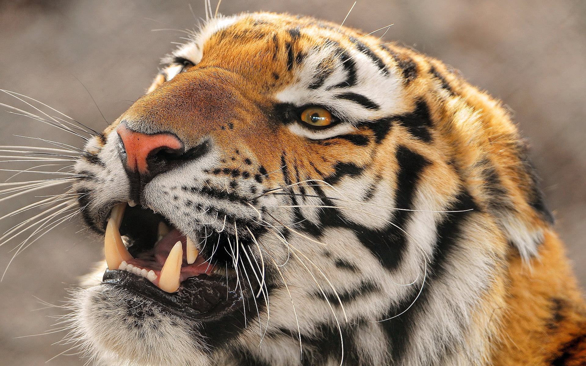 snarling, one Animal, striped, safari Animals, siberian Tiger, carnivore, animals In The Wild, whisker, color Image, animal Eye, 1080P, animal, looking, HD Wallpaper