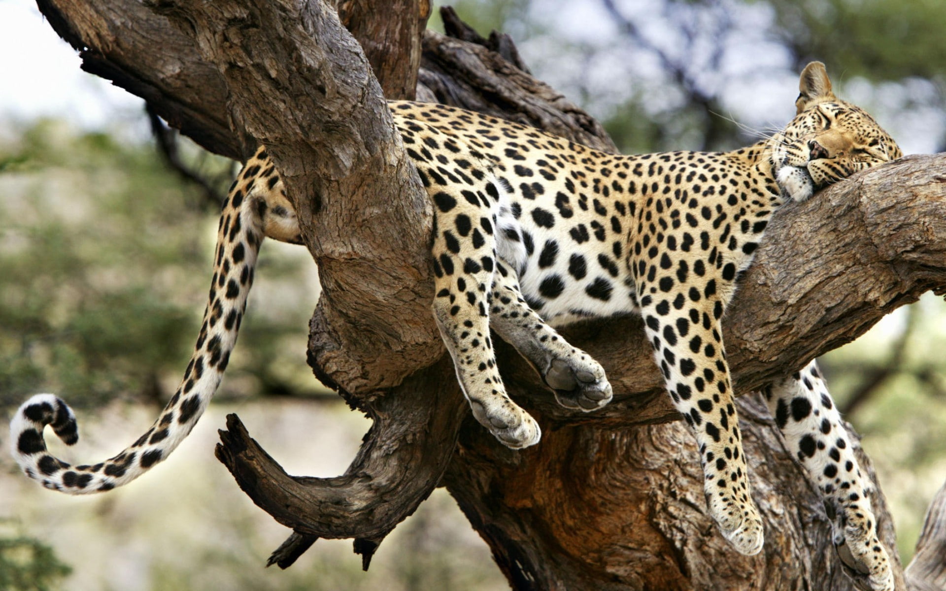 branch, focus on foreground, animal themes, no people, safari, cheetah, feline, animal wildlife, leopard, animals in the wild, jaguars, spotted, animals, HD Wallpaper