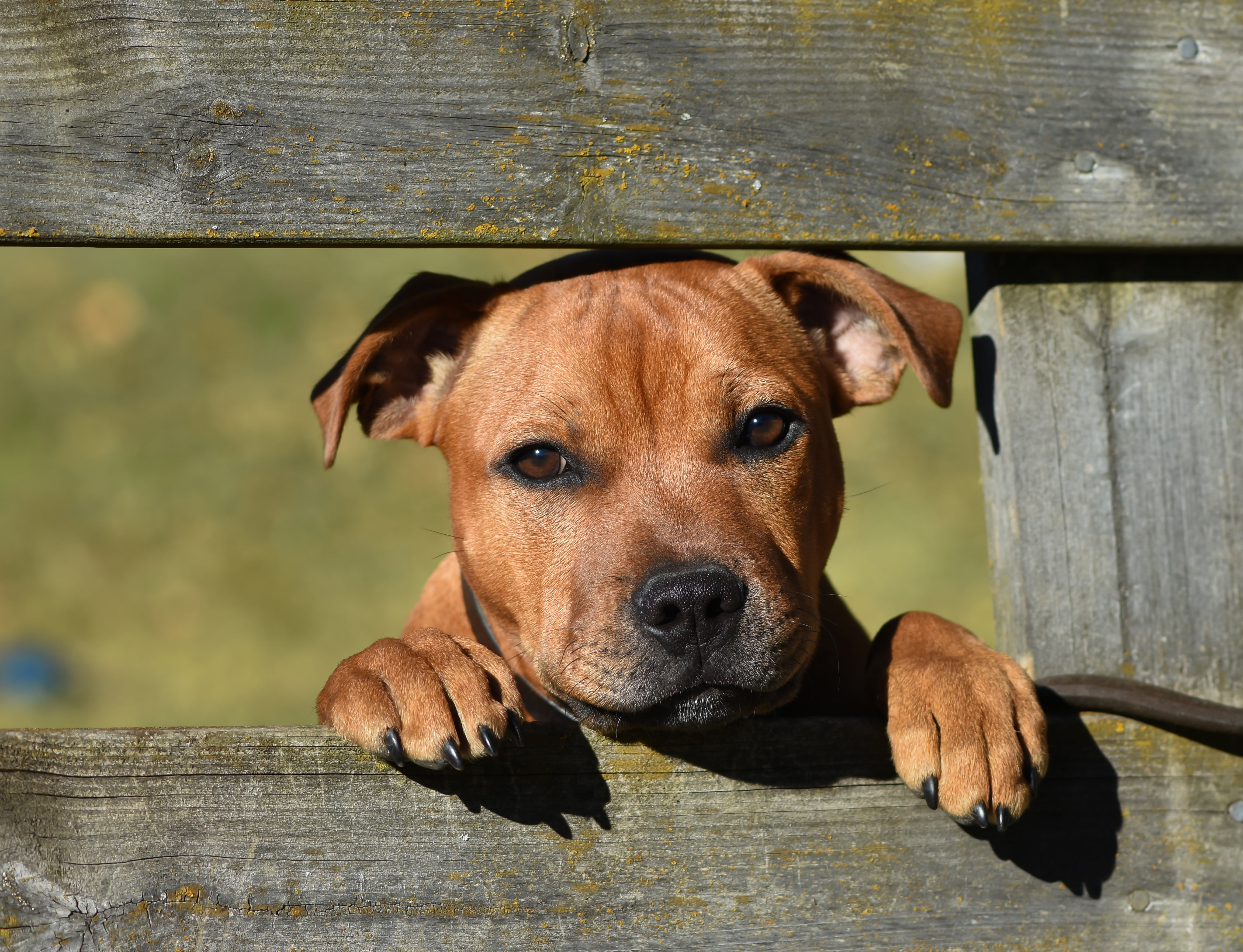 snout, look, portrait, looking at camera, brown, close-up, animal, vertebrate, face, the fence, dog, one animal, animal themes, Staffordshire bull Terrier, HD Wallpaper