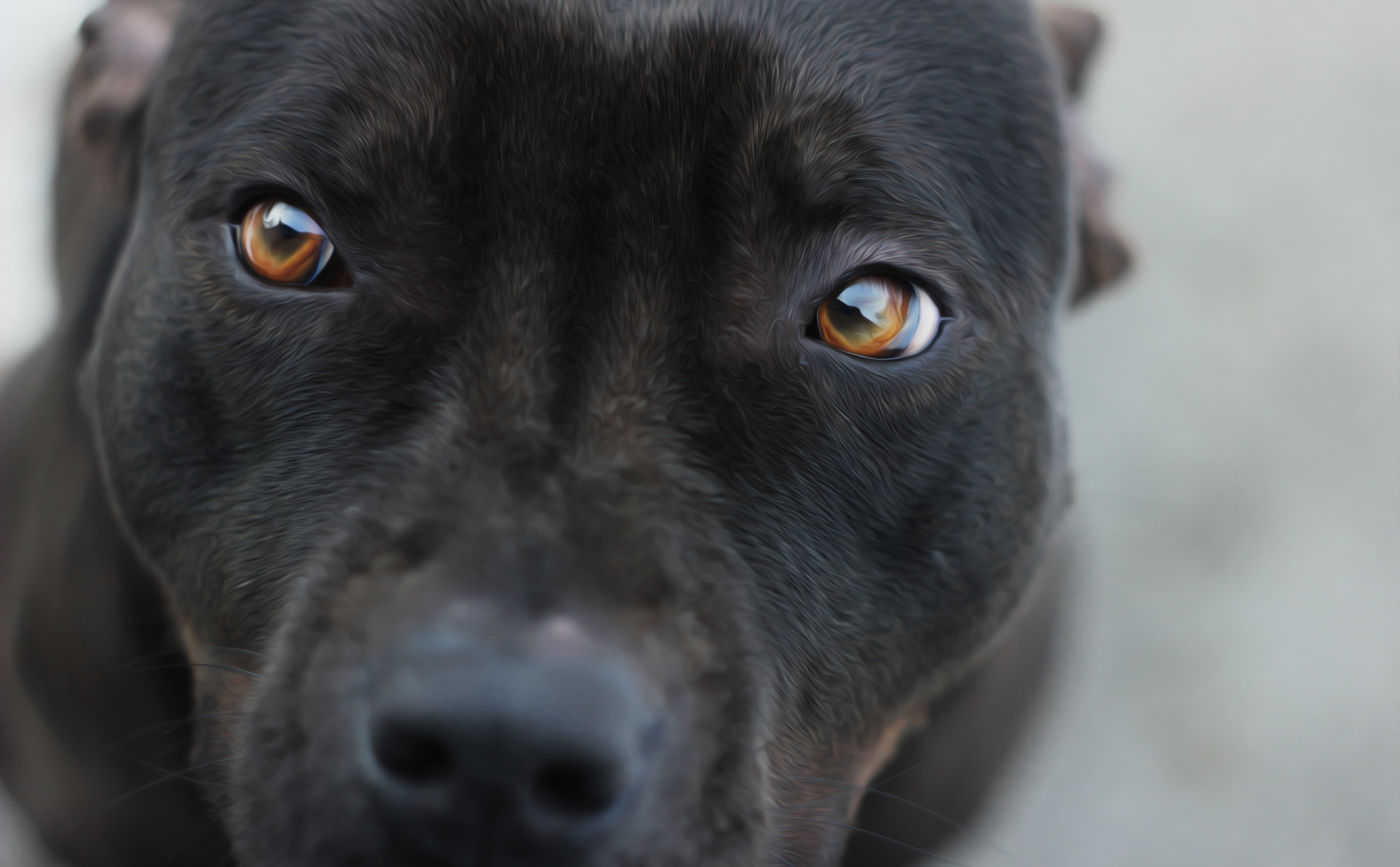 amstaff, staff, animal themes, no people, domestic animals, cute, animal eye, animal head, close-up, canine, eyes, Animals, Pets, soul, beauty, mammal, HD Wallpaper