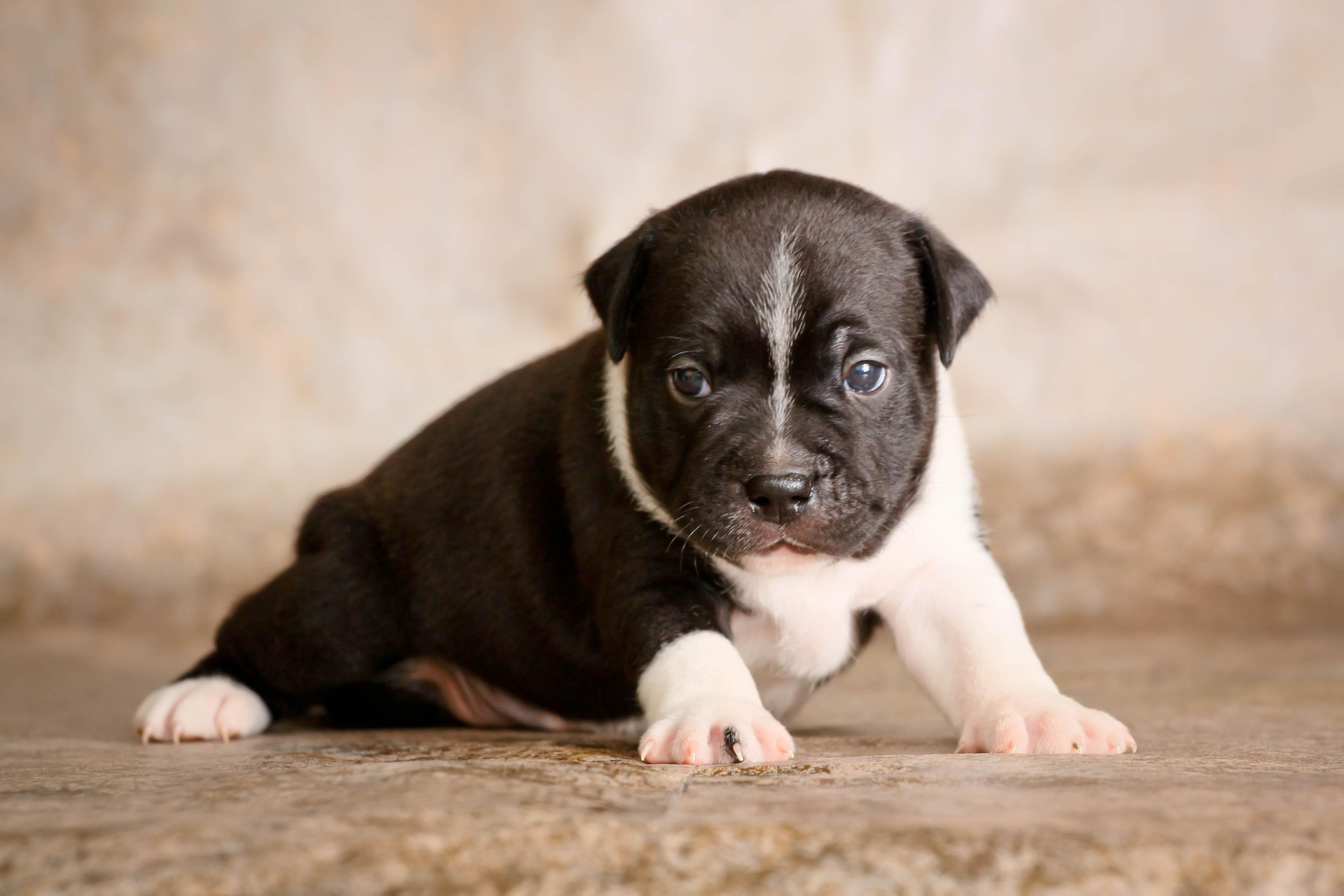 vertebrate, pets, canine, no People, portrait, domestic Animals, obedience, cute, people, mammal, baby, sitting, dogs, outdoors, black Color, brown, lying Down, HD Wallpaper