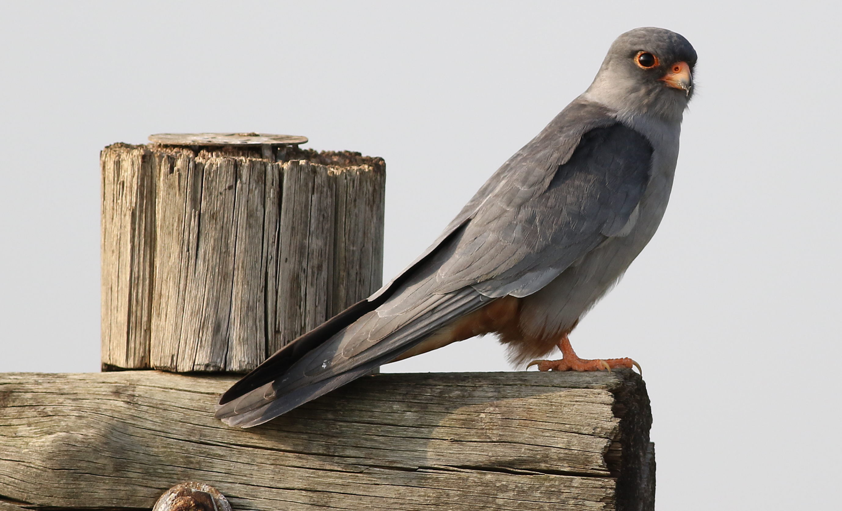 plank, Suikerbosrand, Gauteng, Falconidae, falcon, Road, falco, africa, Falco amurensis, bird, brown, binomial, male, beak, animal, family, wood - Material, HD Wallpaper
