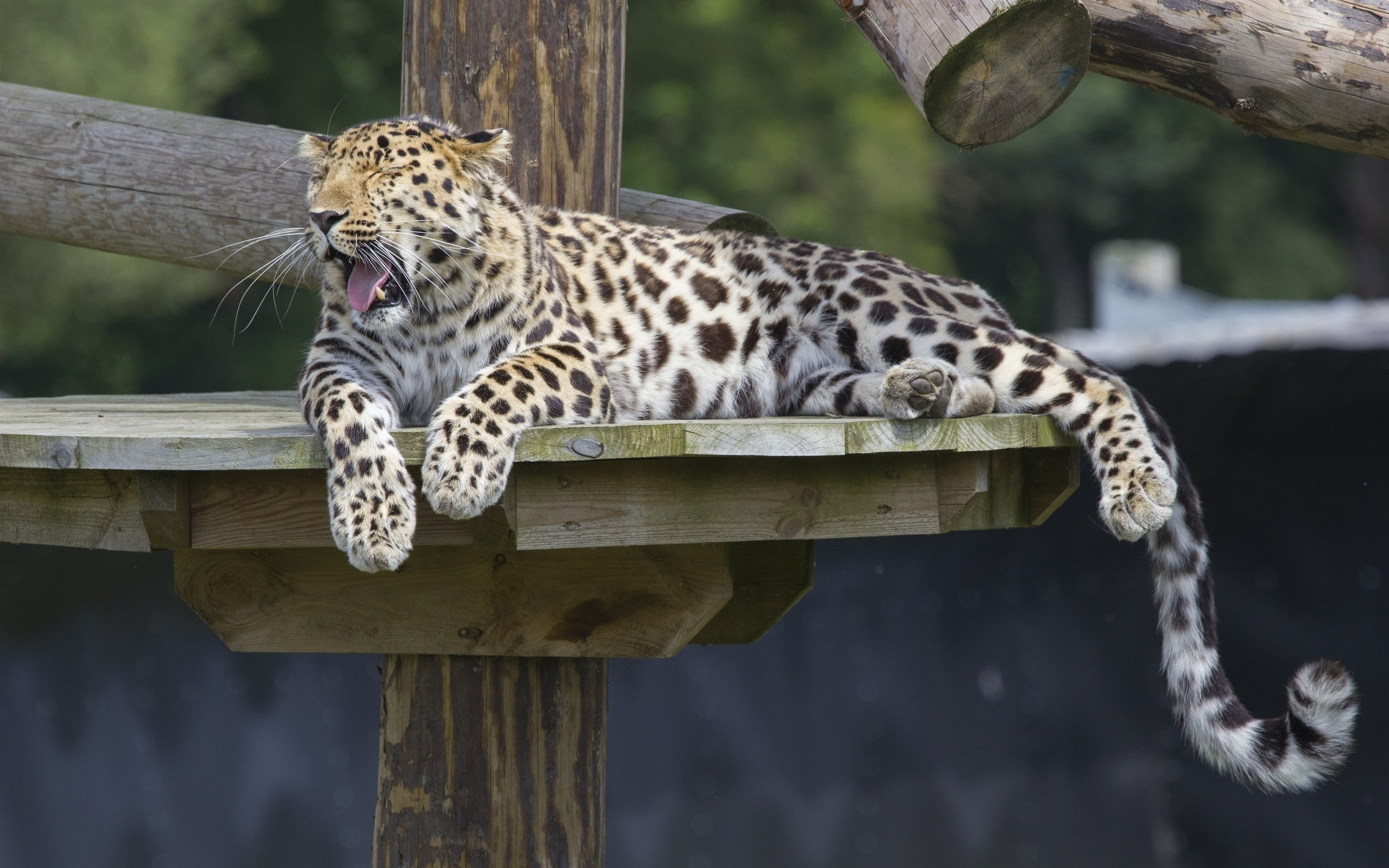 Amur, Predator, Rest, Leopard, 2K, Yawns, HD Wallpaper