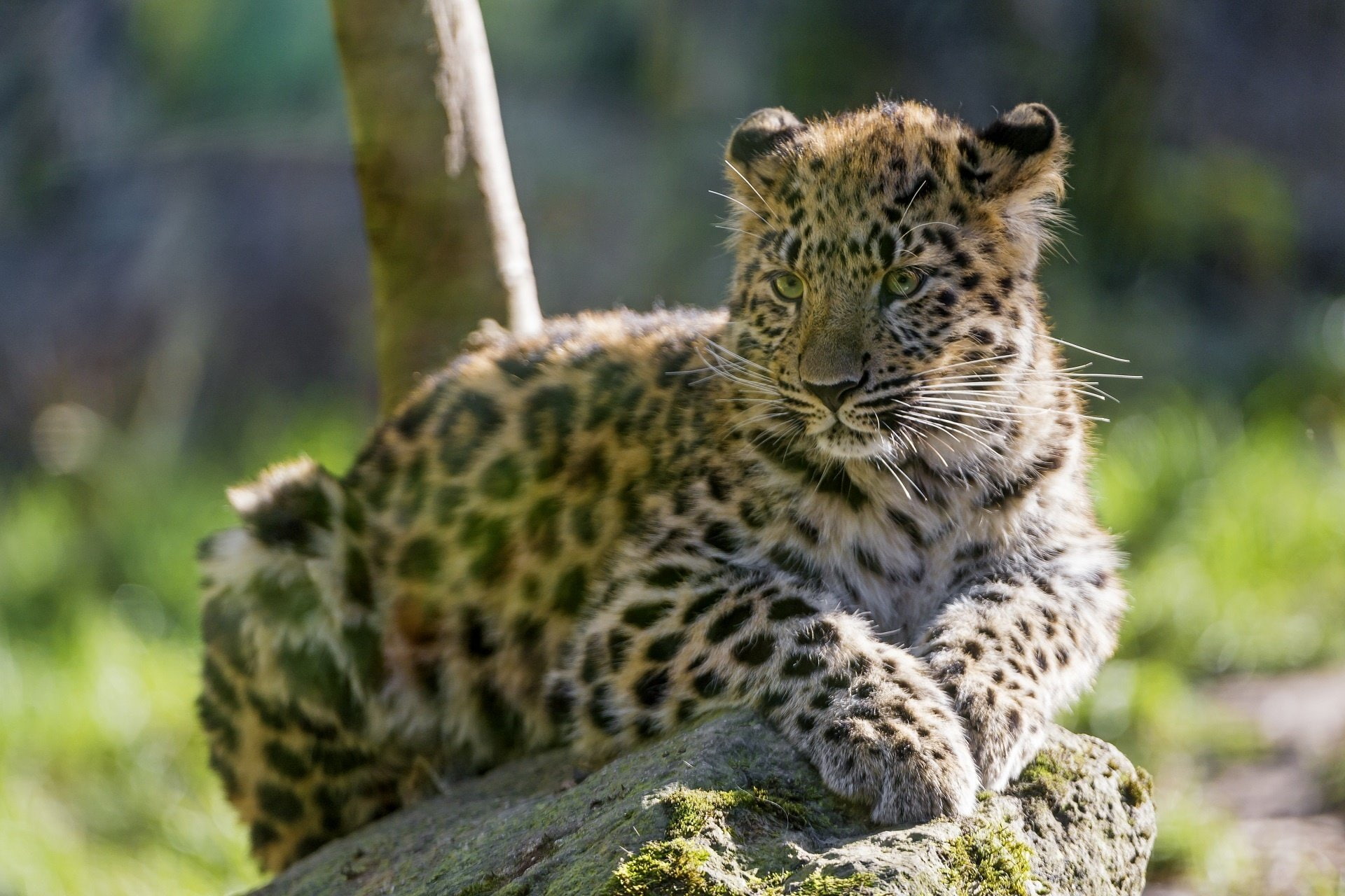 animal, no people, one animal, big cat, nature, animal wildlife, rock, Carnivore, outdoors, solid, animals in the wild, carnivora, spotted, 1080P, baby, HD Wallpaper