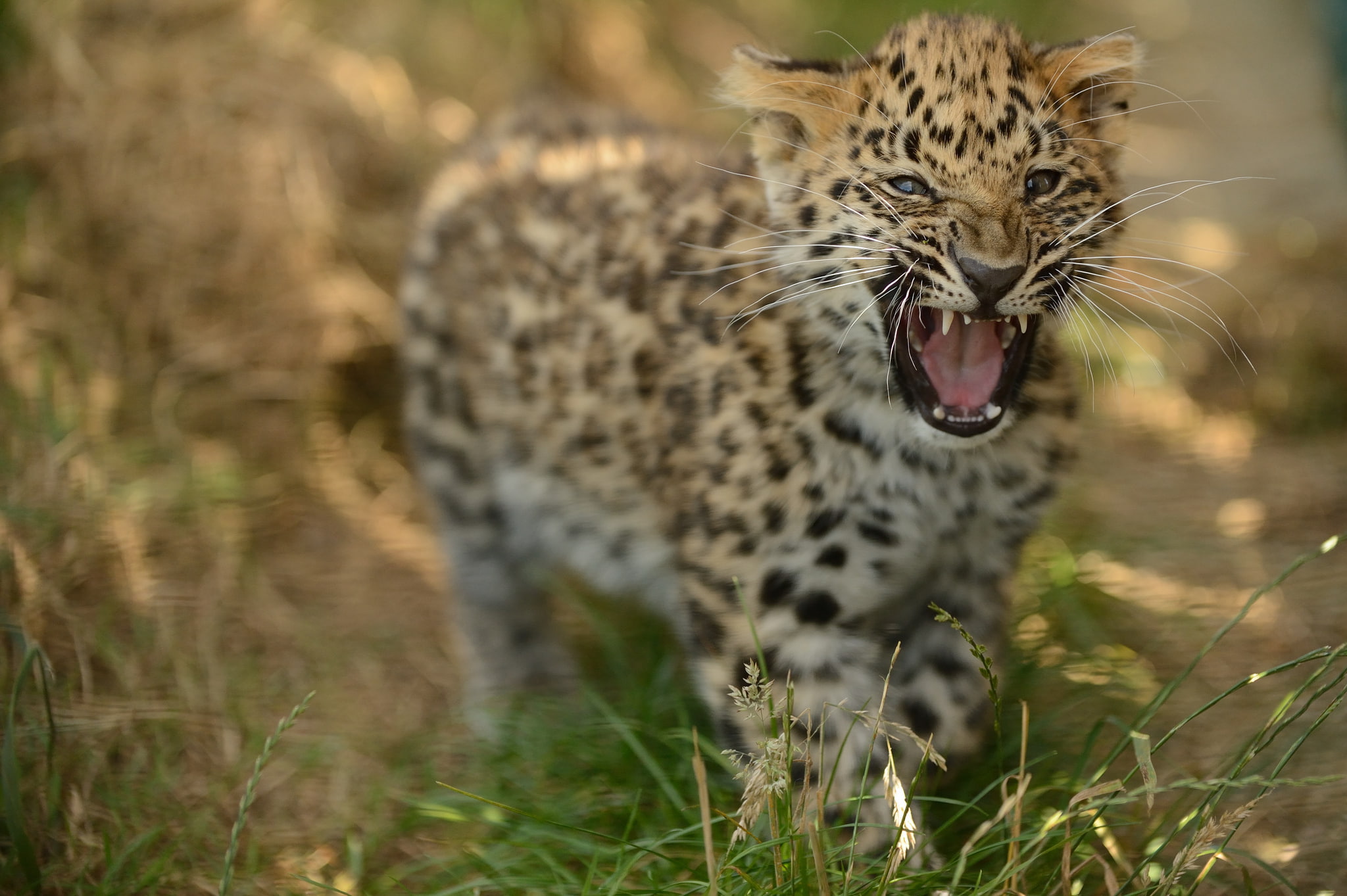 1080P, roar, © Anne-Marie Kalus, kitty, the Amur leopard, cub, HD Wallpaper