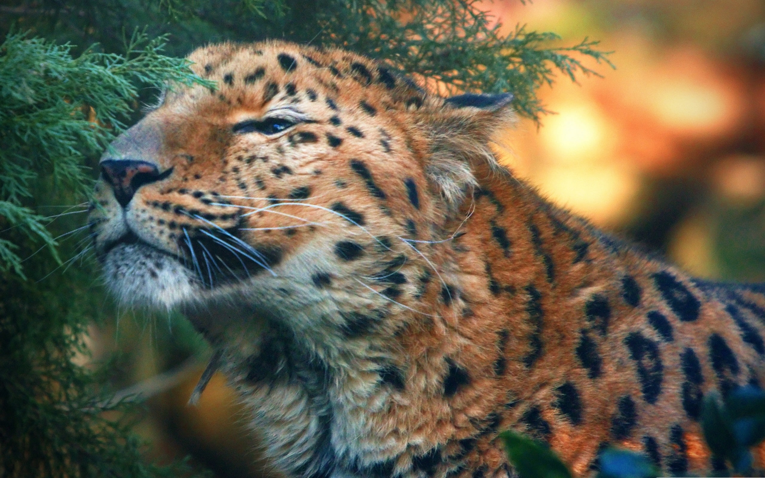 close-up, looking, nature, animal markings, mammal, whisker, focus on foreground, feline, animal head, undomesticated cat, carnivora, amur, day, animals in the wild, HD Wallpaper