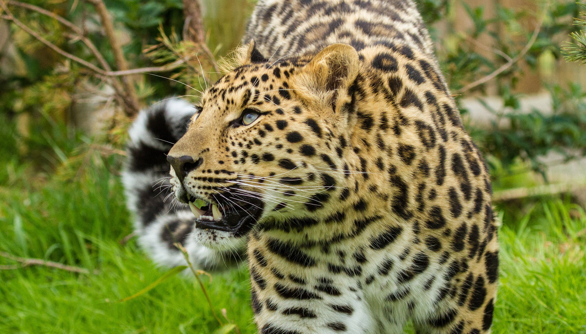 cat, 1080P, look, the Amur leopard, leopard, HD Wallpaper