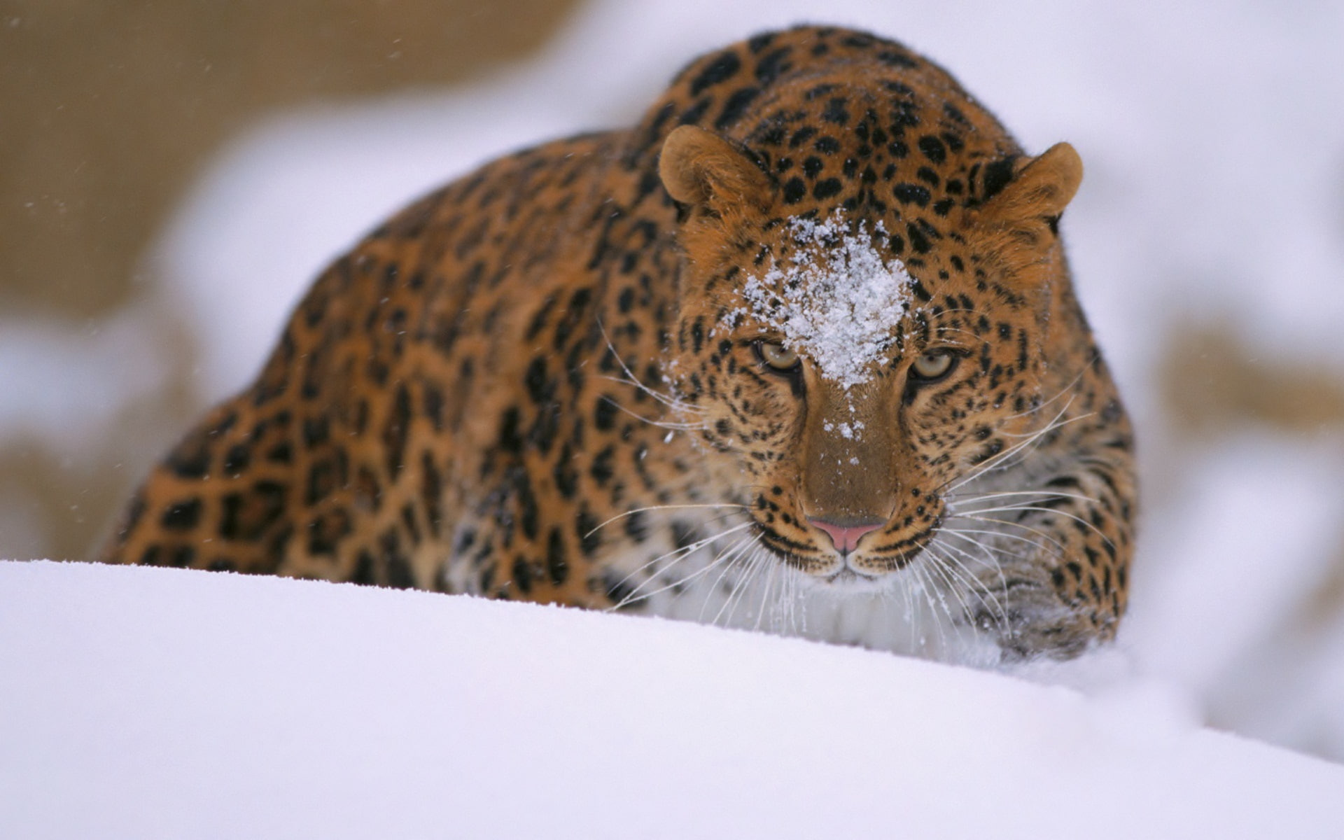 Cats, Leopard, Amur Leopard, 1080P, Animal, HD Wallpaper
