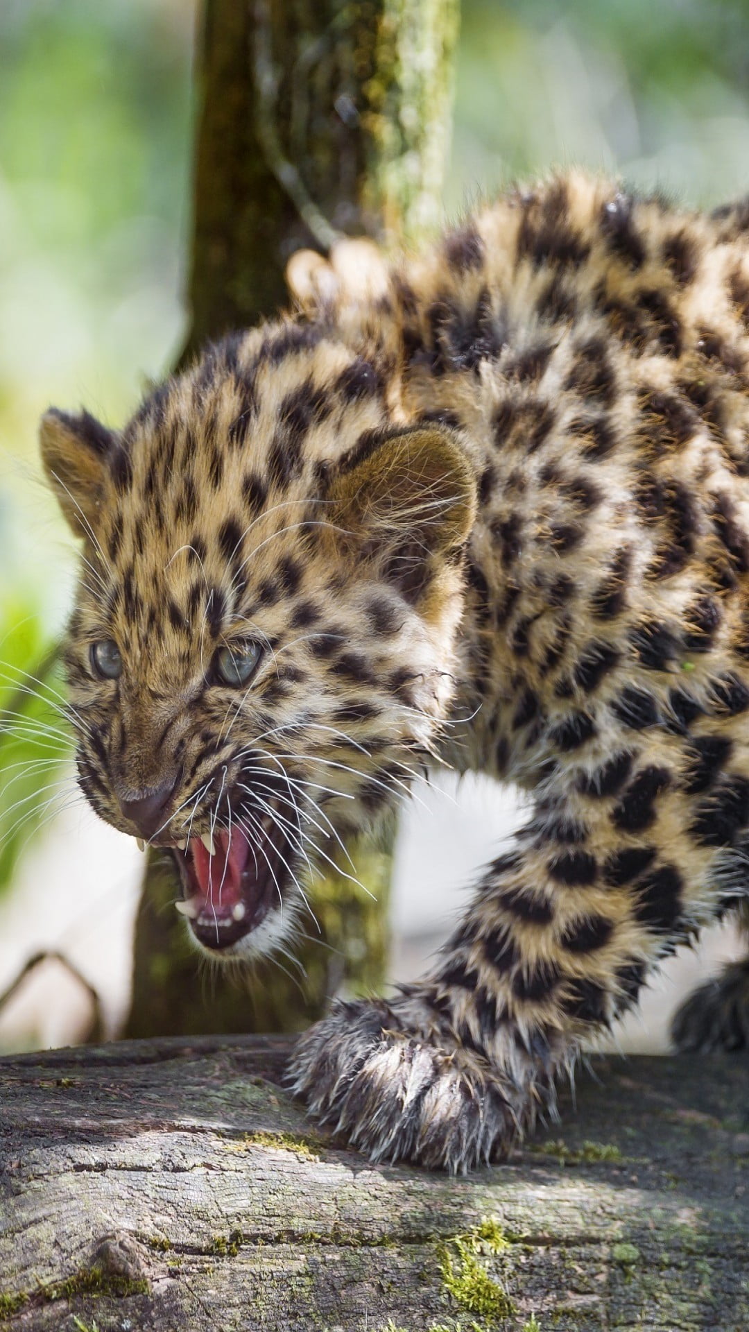 one animal, cat, mouth, animals in the wild, animal themes, pets, carnivora, close-up, baby, angry, day, Animals, whisker, no people, Leopard, mouth open, Phone HD Wallpaper