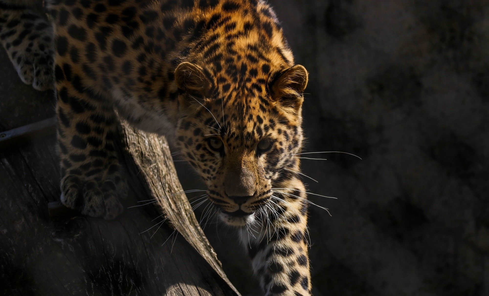wild cat, predator, grille, looks, zoo, the Amur leopard, 1080P, face, HD Wallpaper