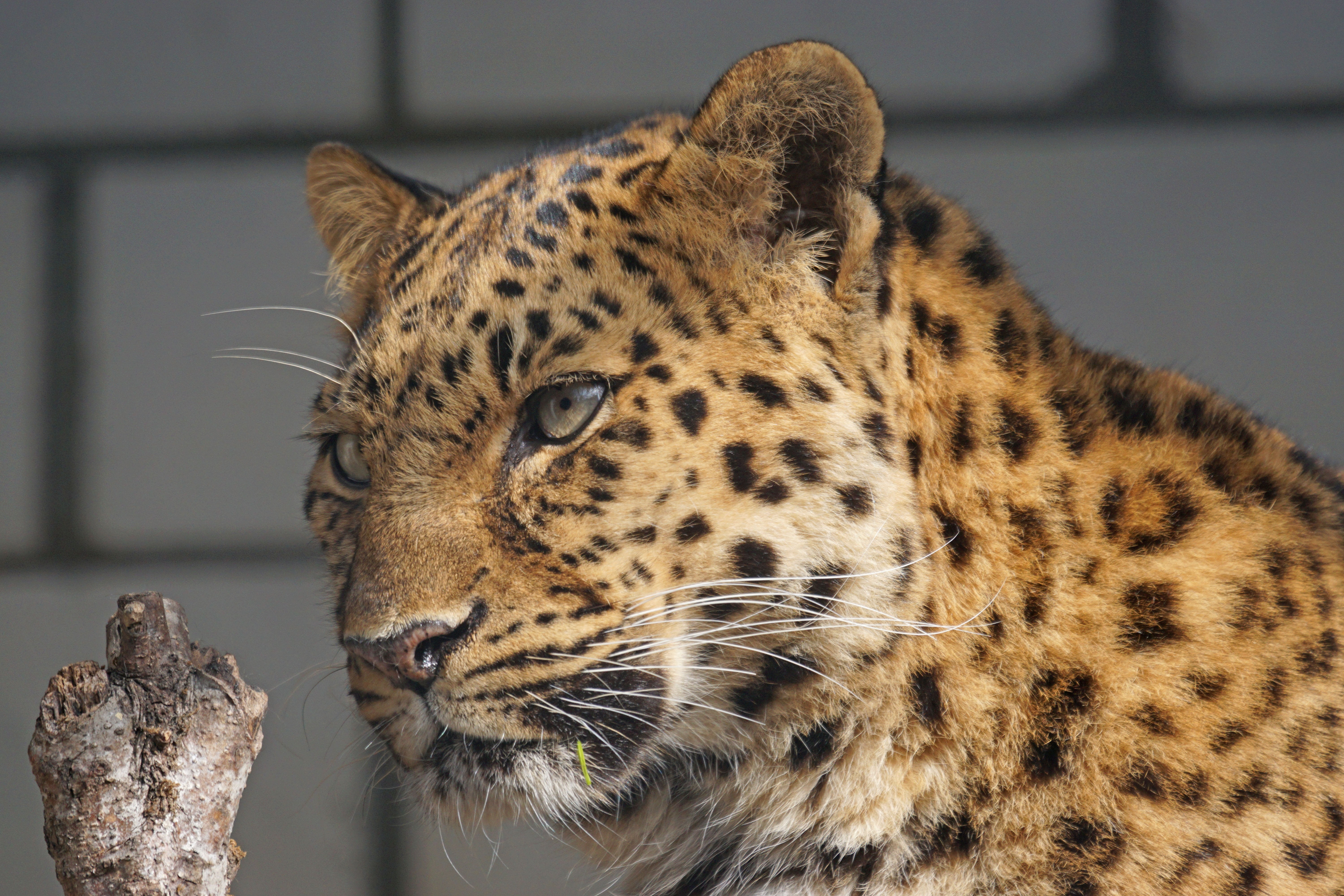 feline, amur, carnivora, spotted, animal world, focus on foreground, vertebrate, animal wildlife, leopard, cheetah, carnivore, animal head, 5K, portrait, HD Wallpaper