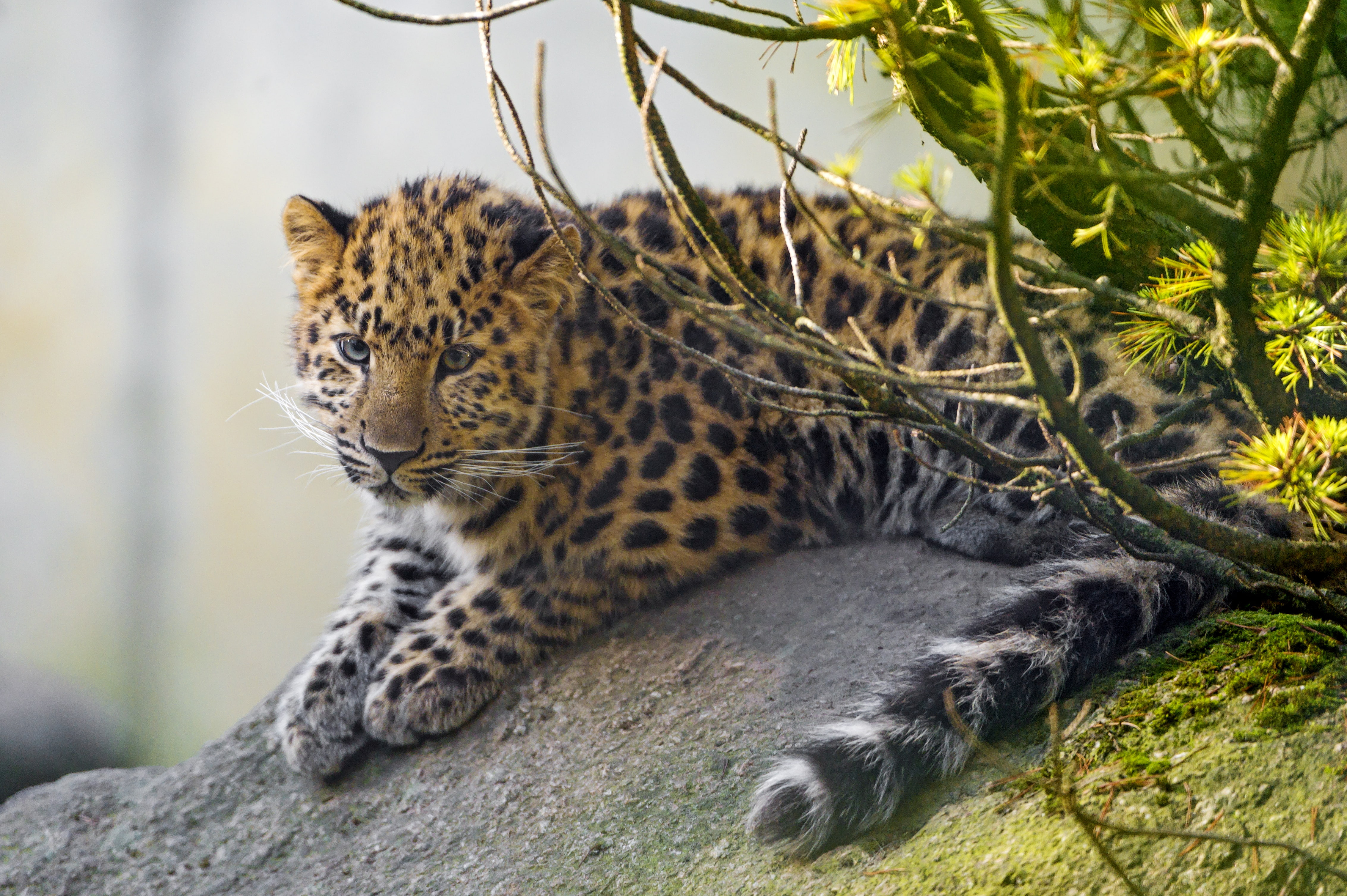 branches, stone, leopard, 4K, cat, ©Tambako The Jaguar, moss, cub, Amur, kitty, HD Wallpaper