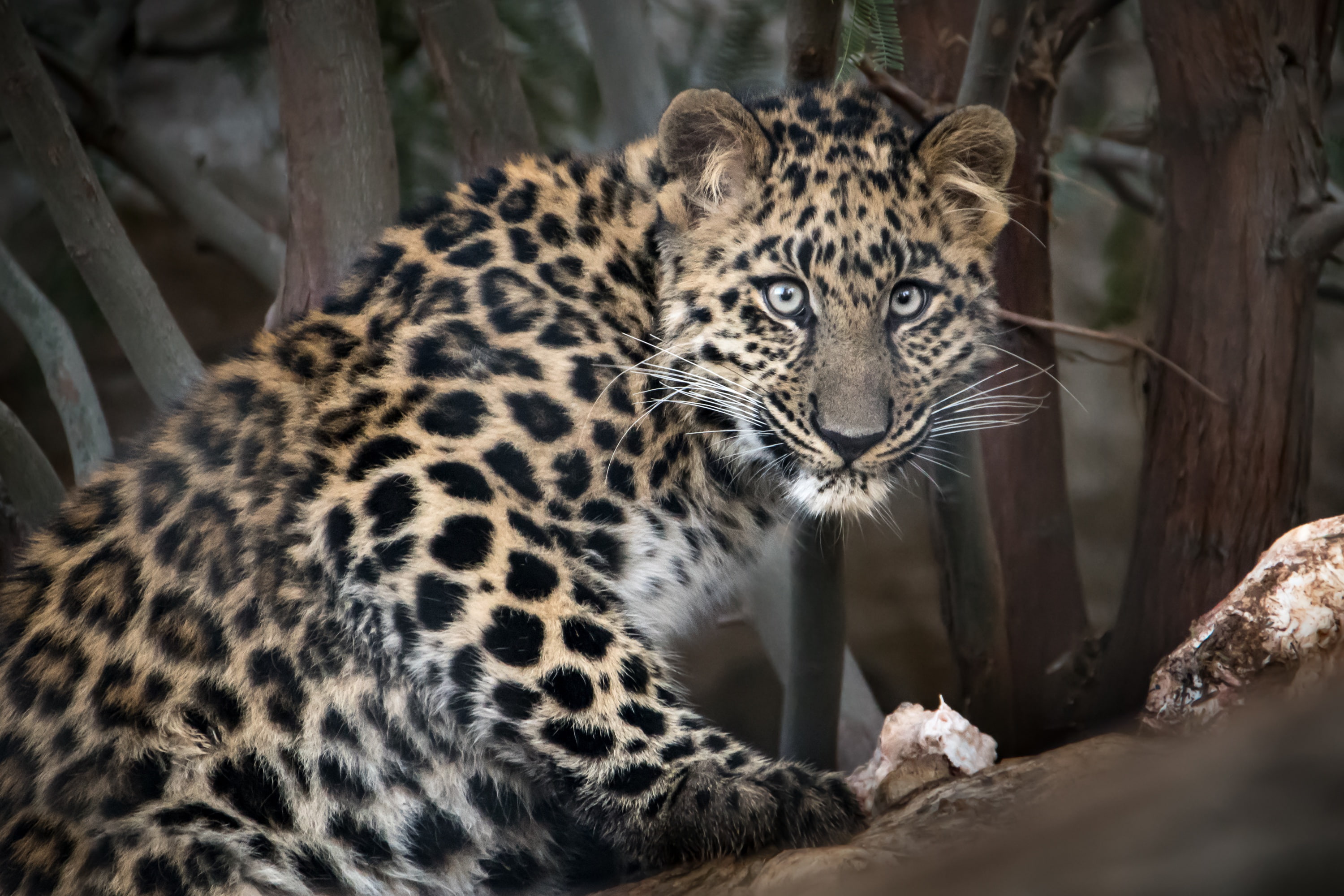 The Amur leopard, big cat, 2K, look, zoo San Diego, HD Wallpaper