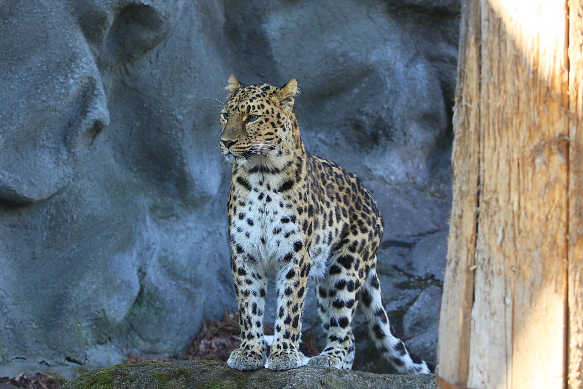 leopard, look, predator, spotted cat, amur leopard, 1080P, HD Wallpaper