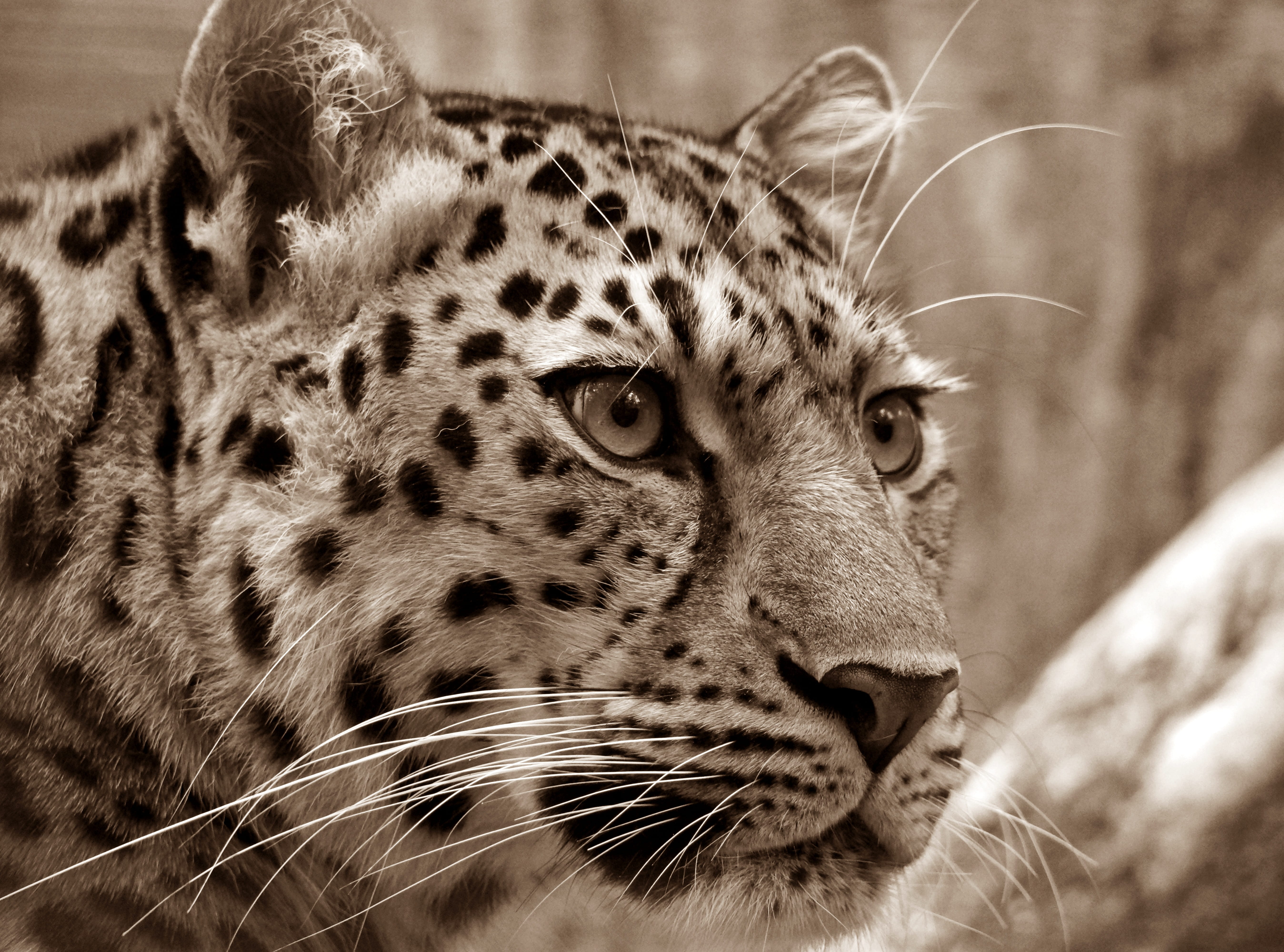 wild animal, one animal, close, whisker, close-up, spotted, cats eyes, animal body part, cheetah, animal, animal head, animals in the wild, shallow, focus, HD Wallpaper