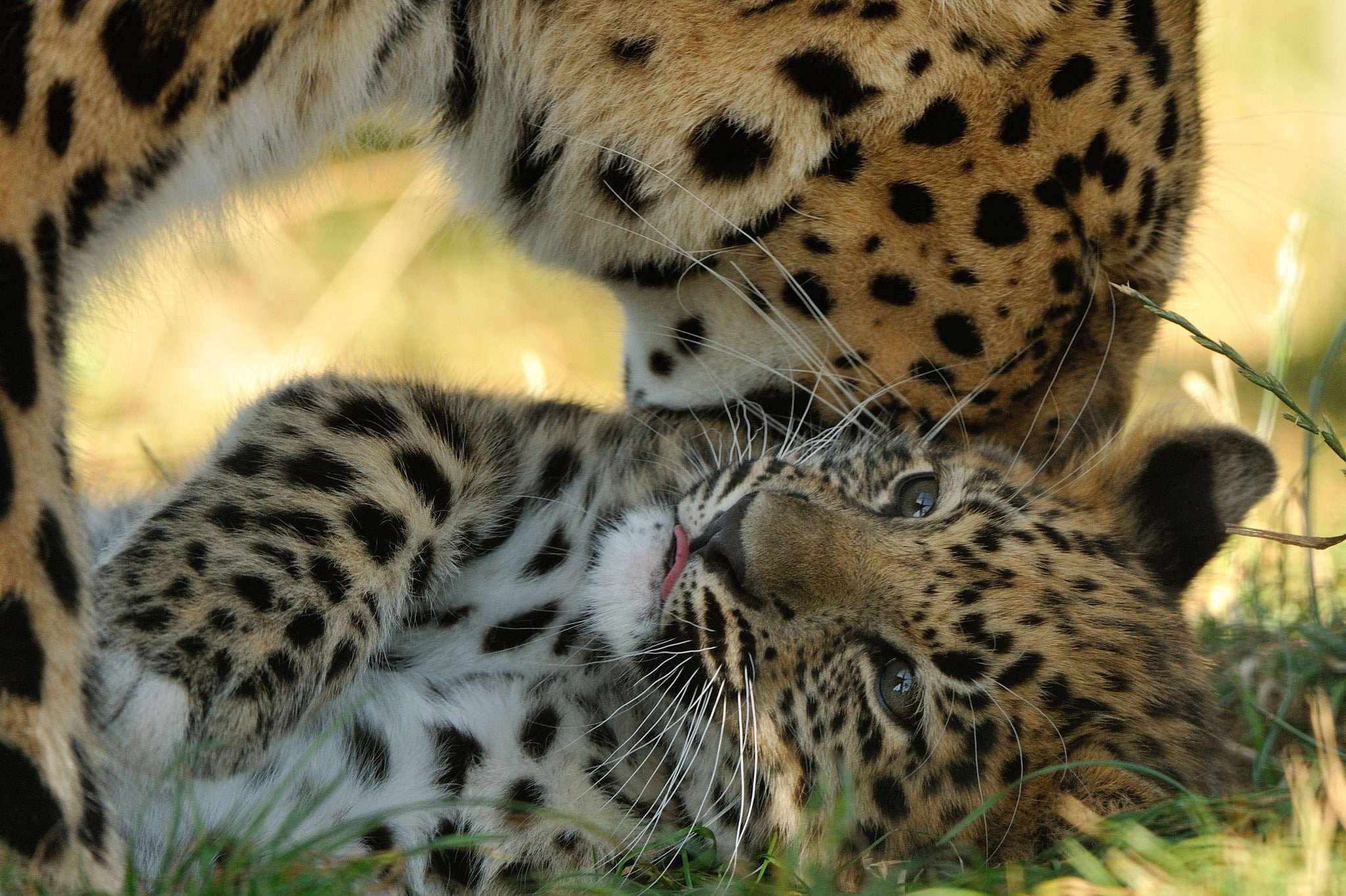 outdoors, animals in the wild, cat, animal markings, animal head, Motherhood, spotted, big cat, animal themes, whisker, animal wildlife, Predators, Leopard, HD Wallpaper