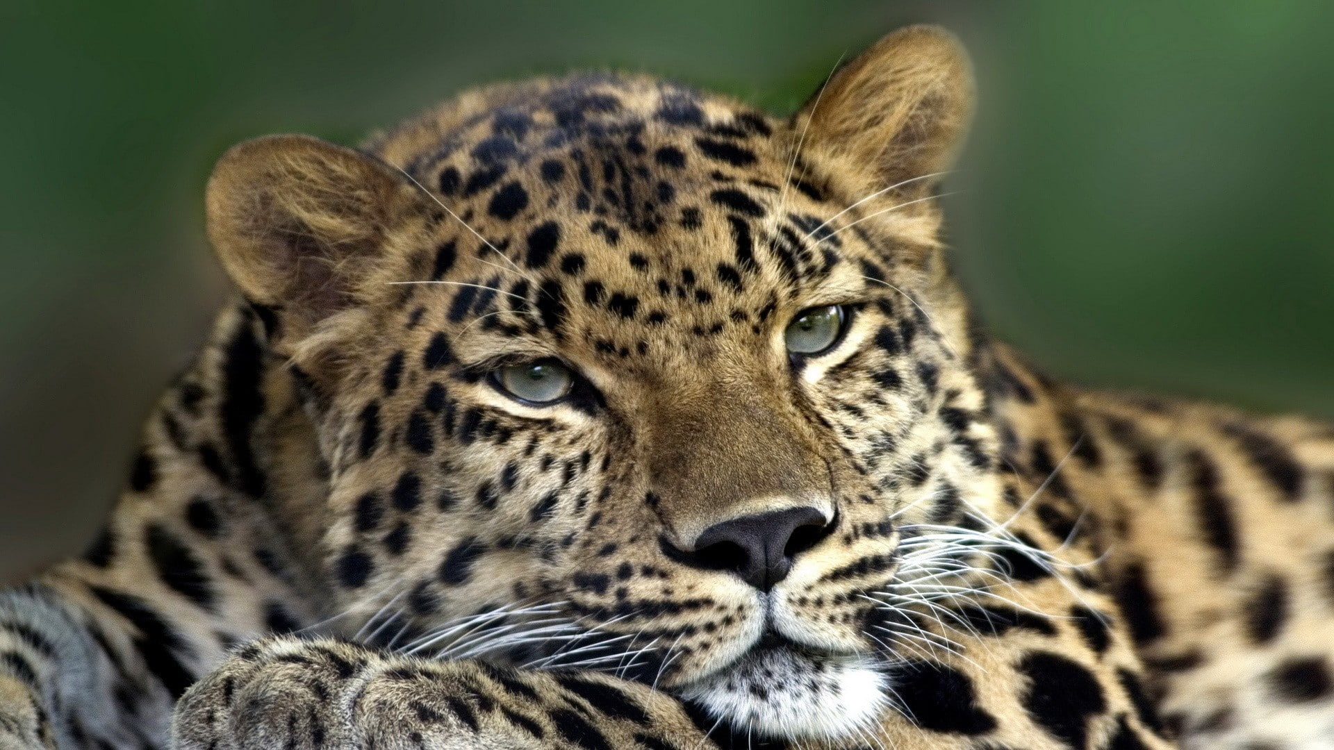 animal themes, focus on foreground, whisker, amur, animal wildlife, 1080P, animal head, big cat, spotted, portrait, looking, animals, undomesticated cat, HD Wallpaper