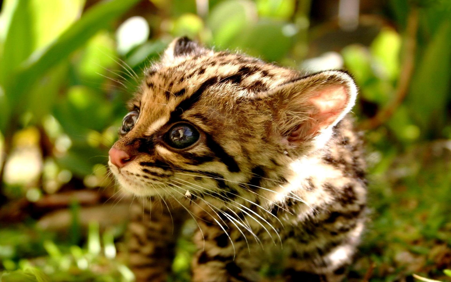adorable, cub, baby, 1080P, wild, leopard, ocelot, animals, HD Wallpaper